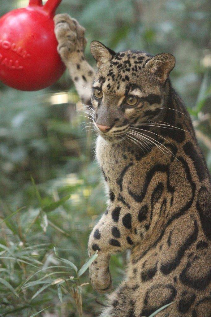 ジョリーボールに手をかけるタヤ