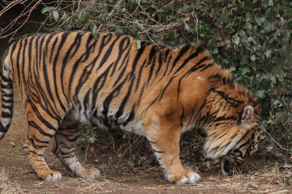 地面の匂いを嗅ぐガンター