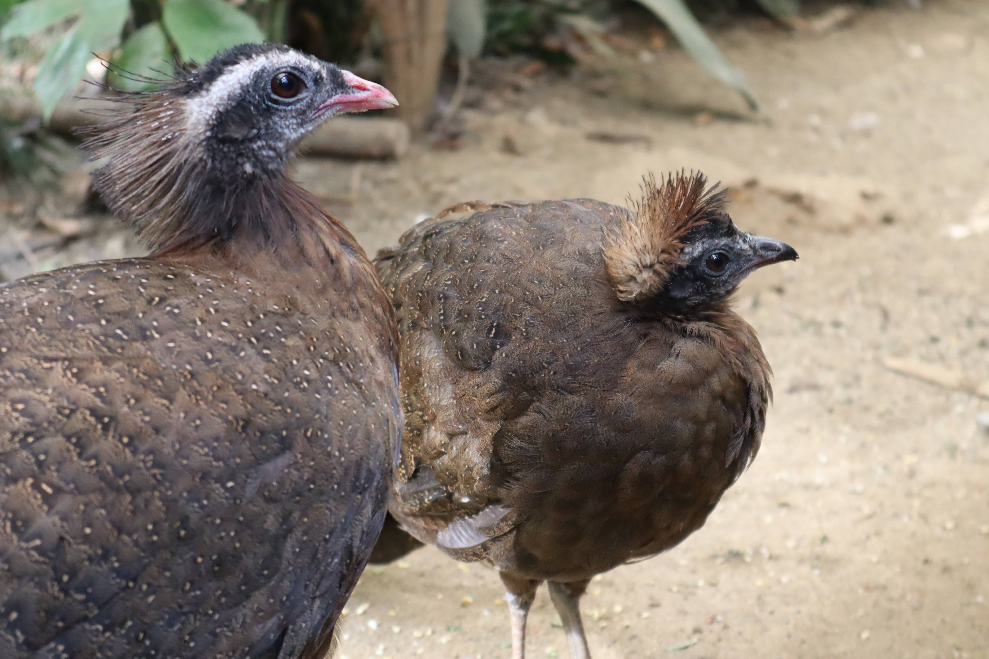 【飼育日誌】20210425:成長記11 (6).jpg