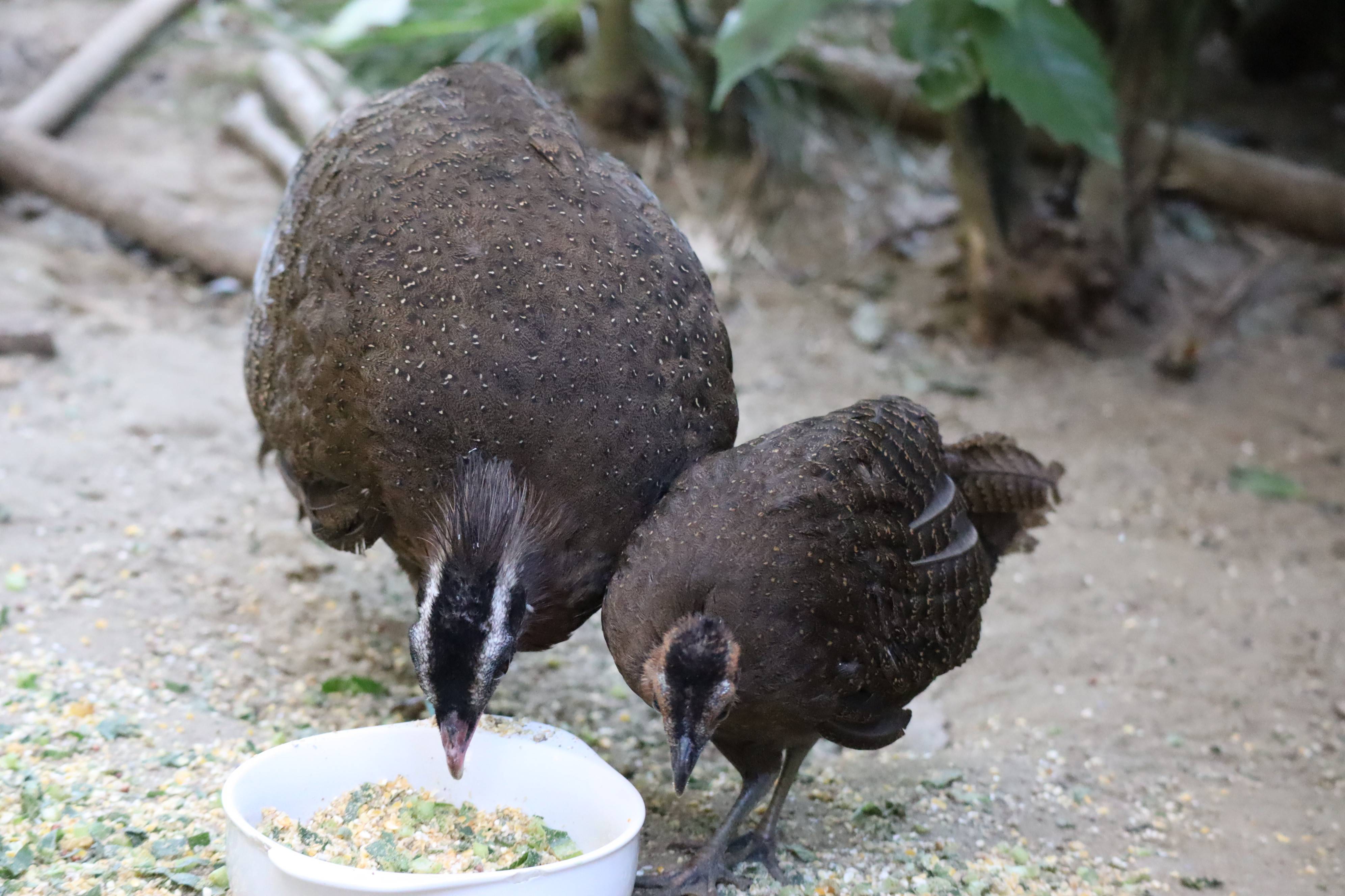 【飼育日誌】20210317：成長記9 (12).jpg