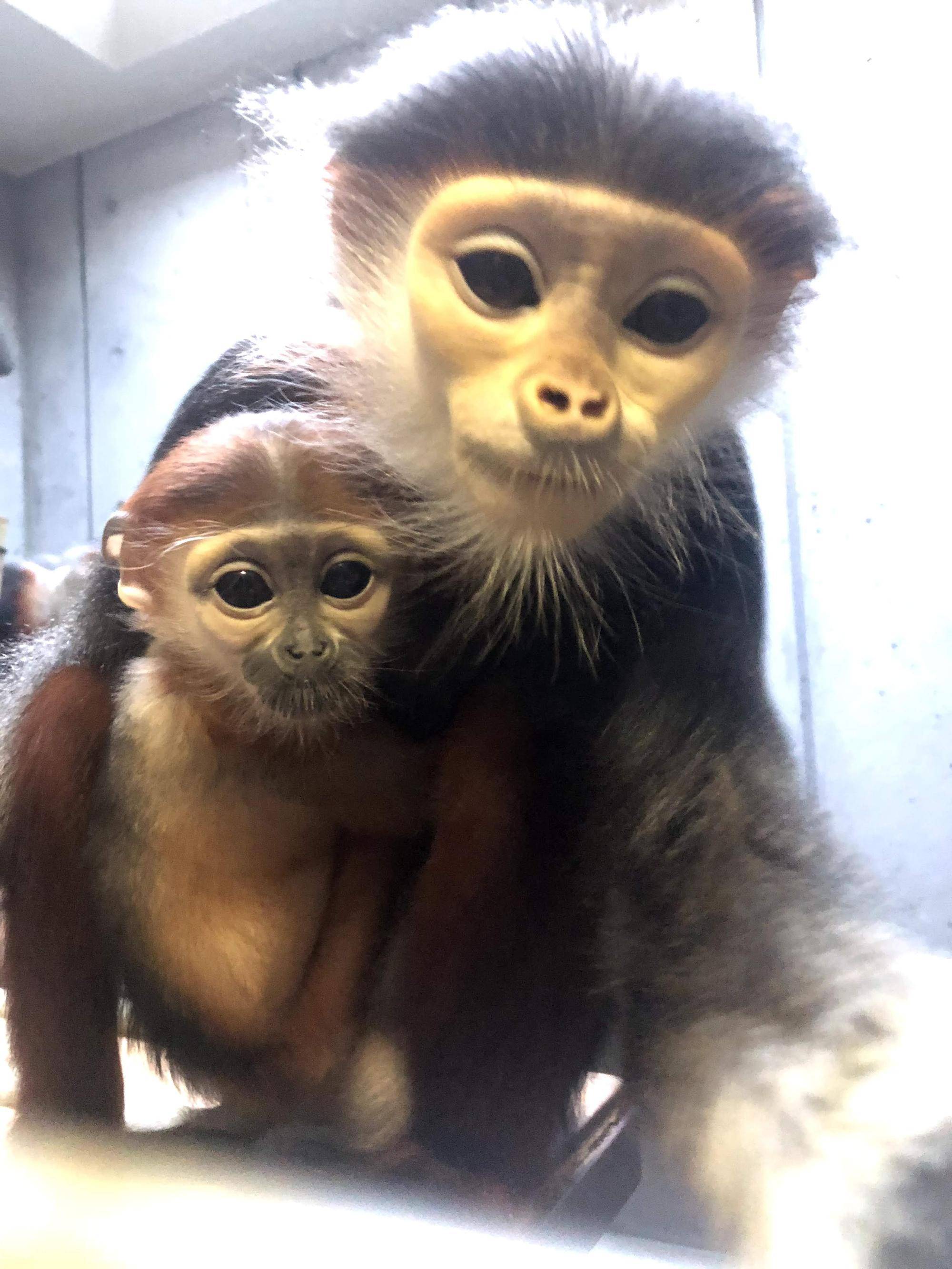 【飼育日誌】20220802：マニプクの思い出 (12).jpg