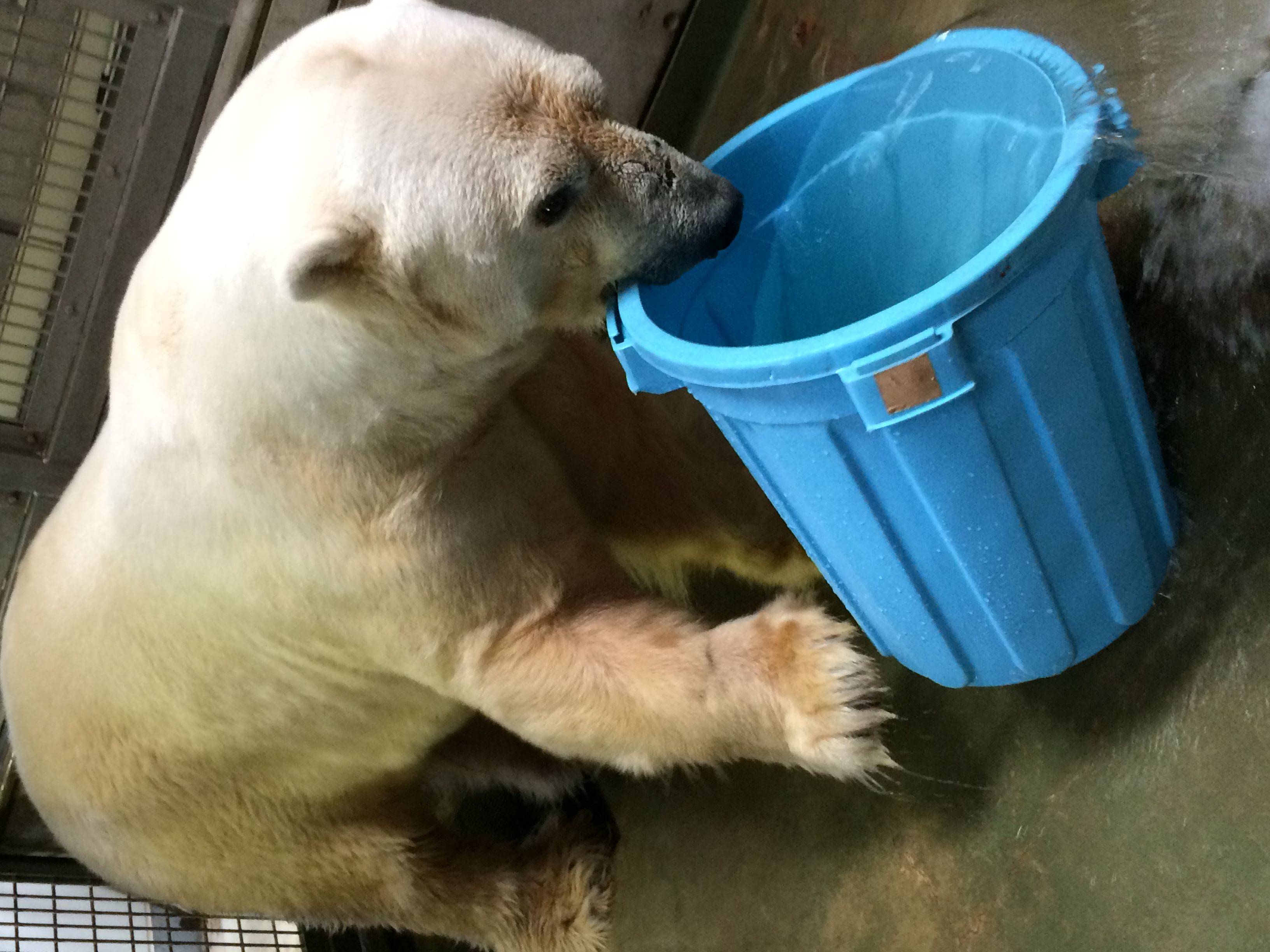 工事ラストスパート！|飼育日誌｜ブログ|よこはま動物園