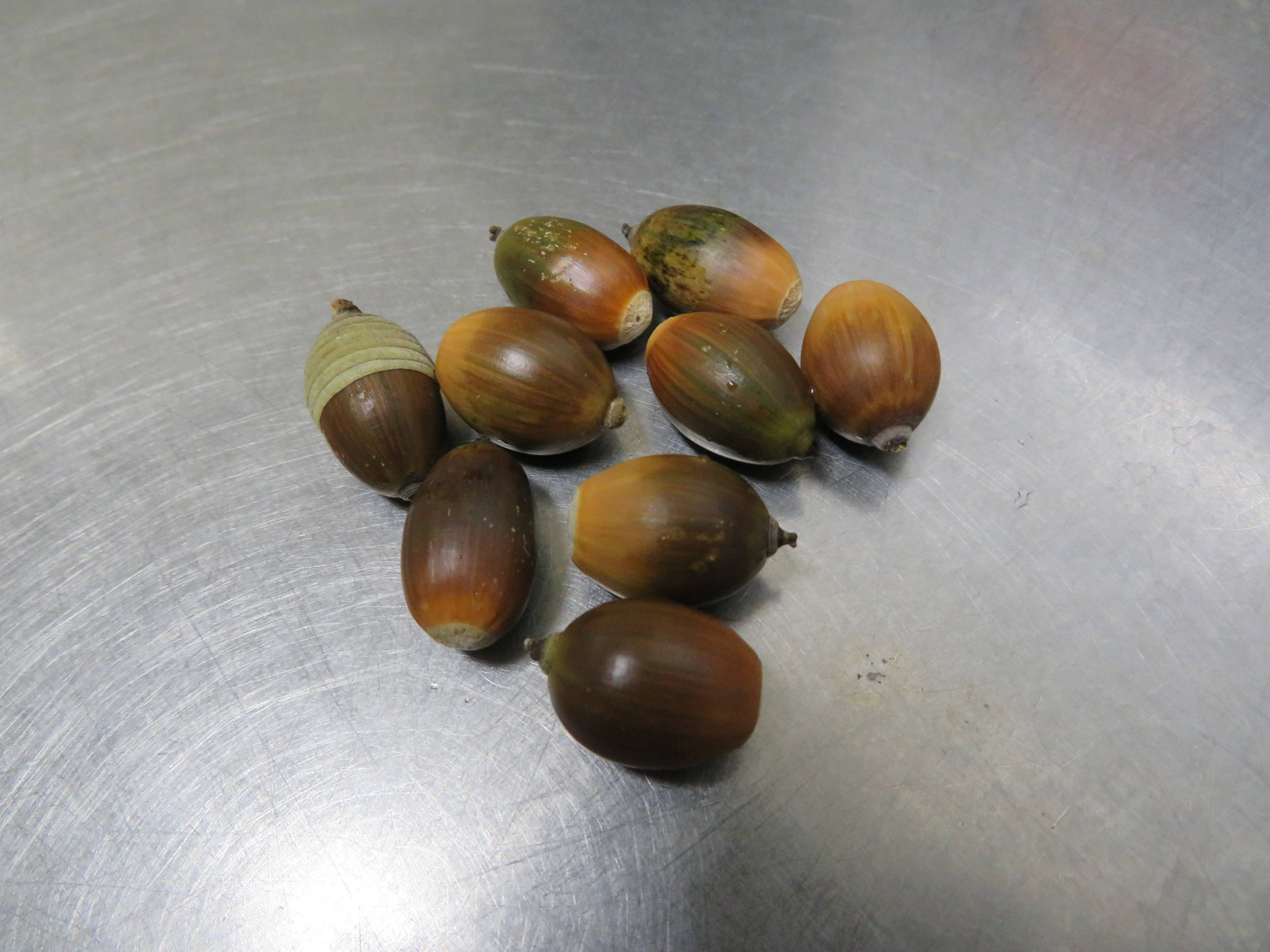 20161026ドングリ.jpg