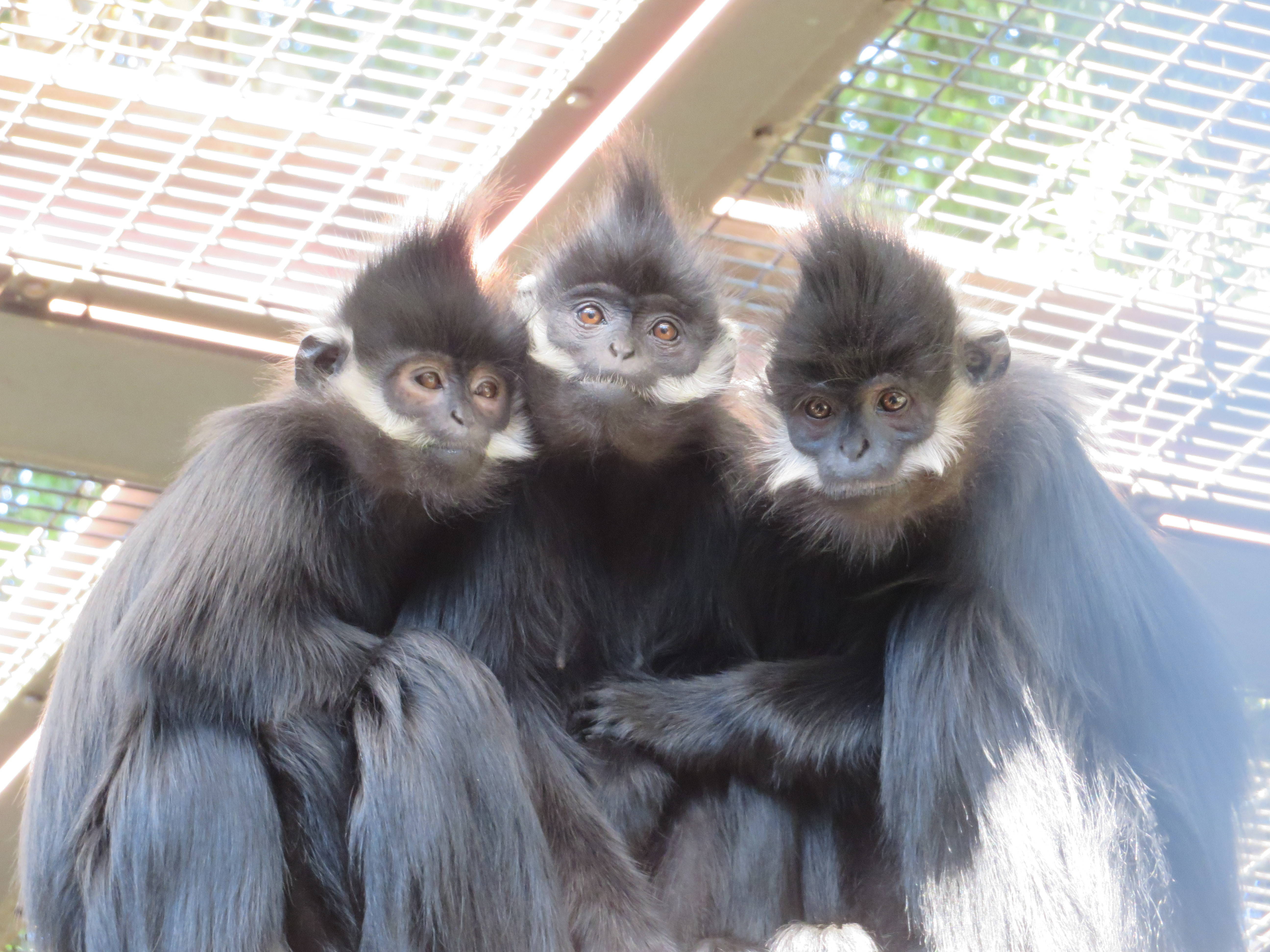 20170113 ニンニン群れ.jpg