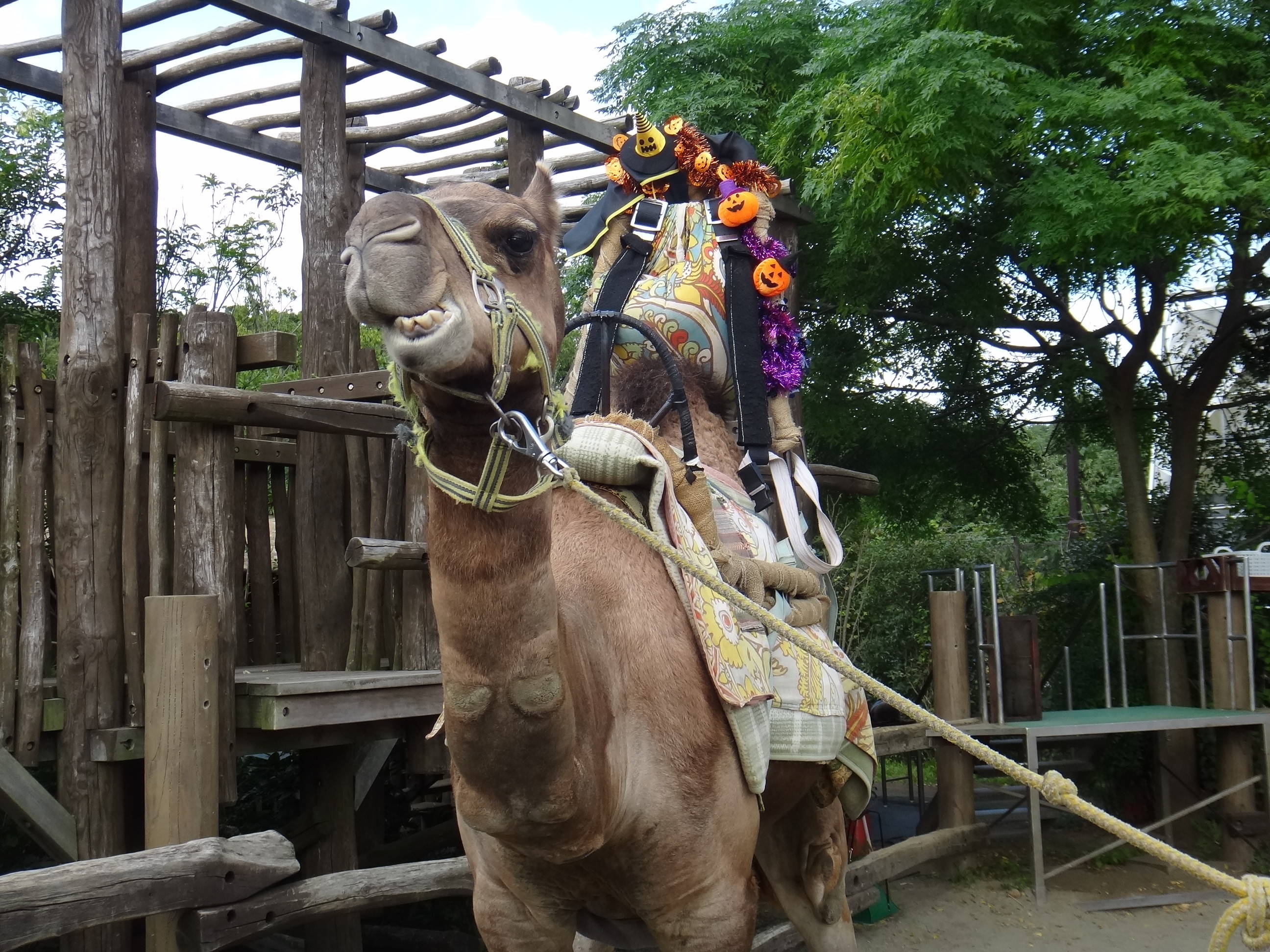 【飼育日誌】20161109ハロウィン・ライド⑥.jpg