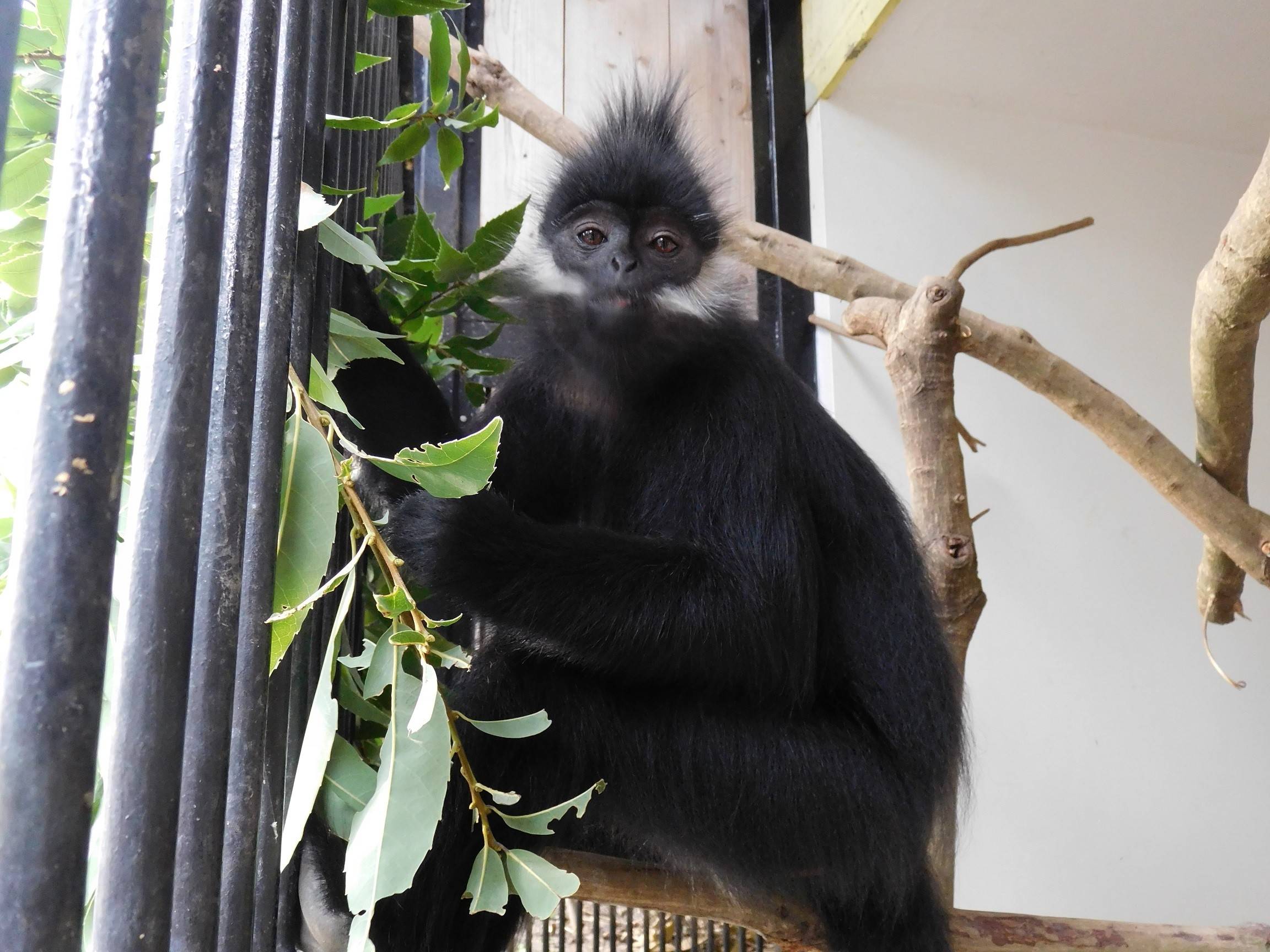 20161005フランソワ アンズ.jpg