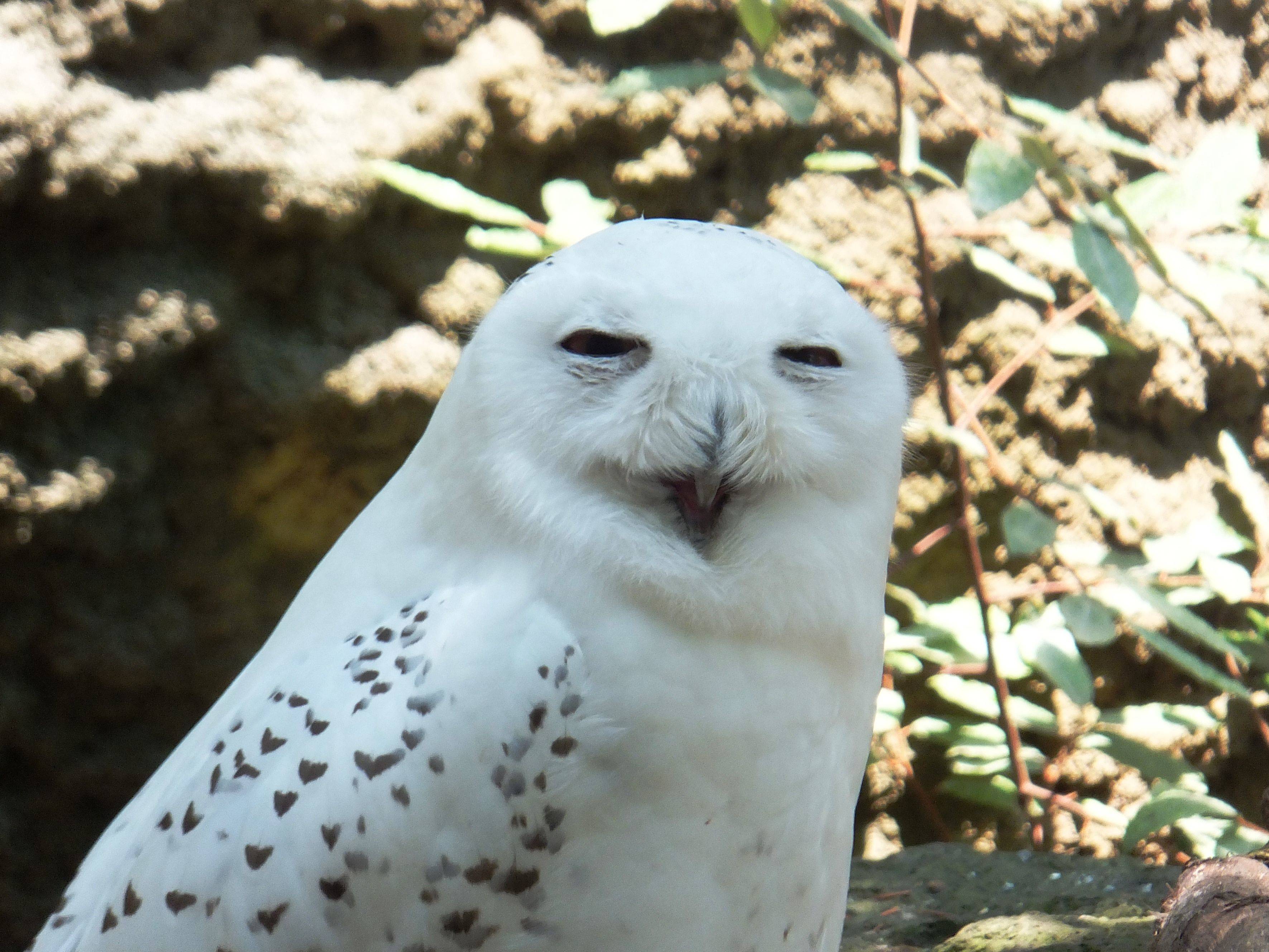 ぎこちない笑顔 サリーくん ブログ よこはま動物園ズーラシア公式サイト 公益財団法人 横浜市緑の協会