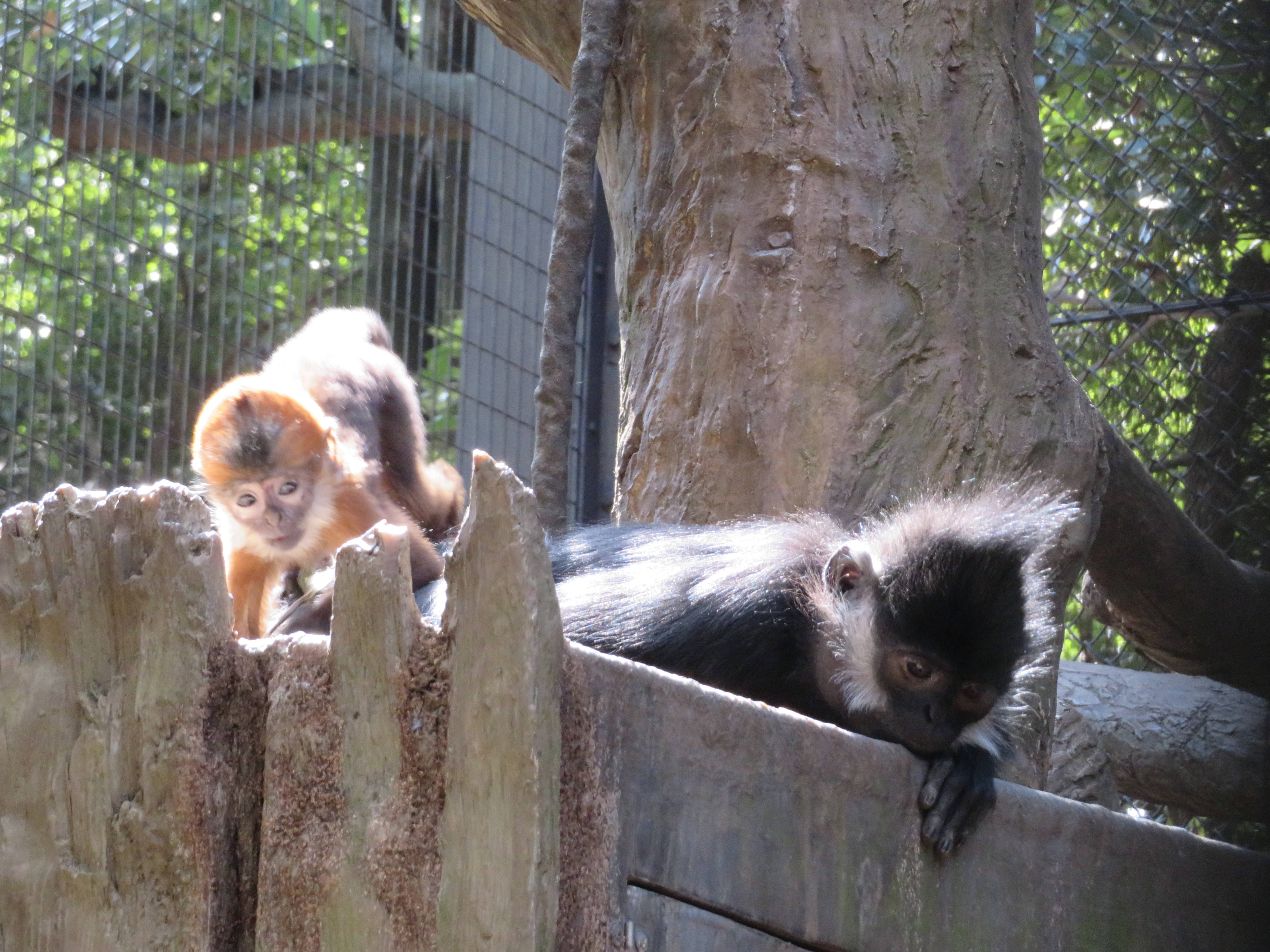 20170318 寝てるショコラ.jpg