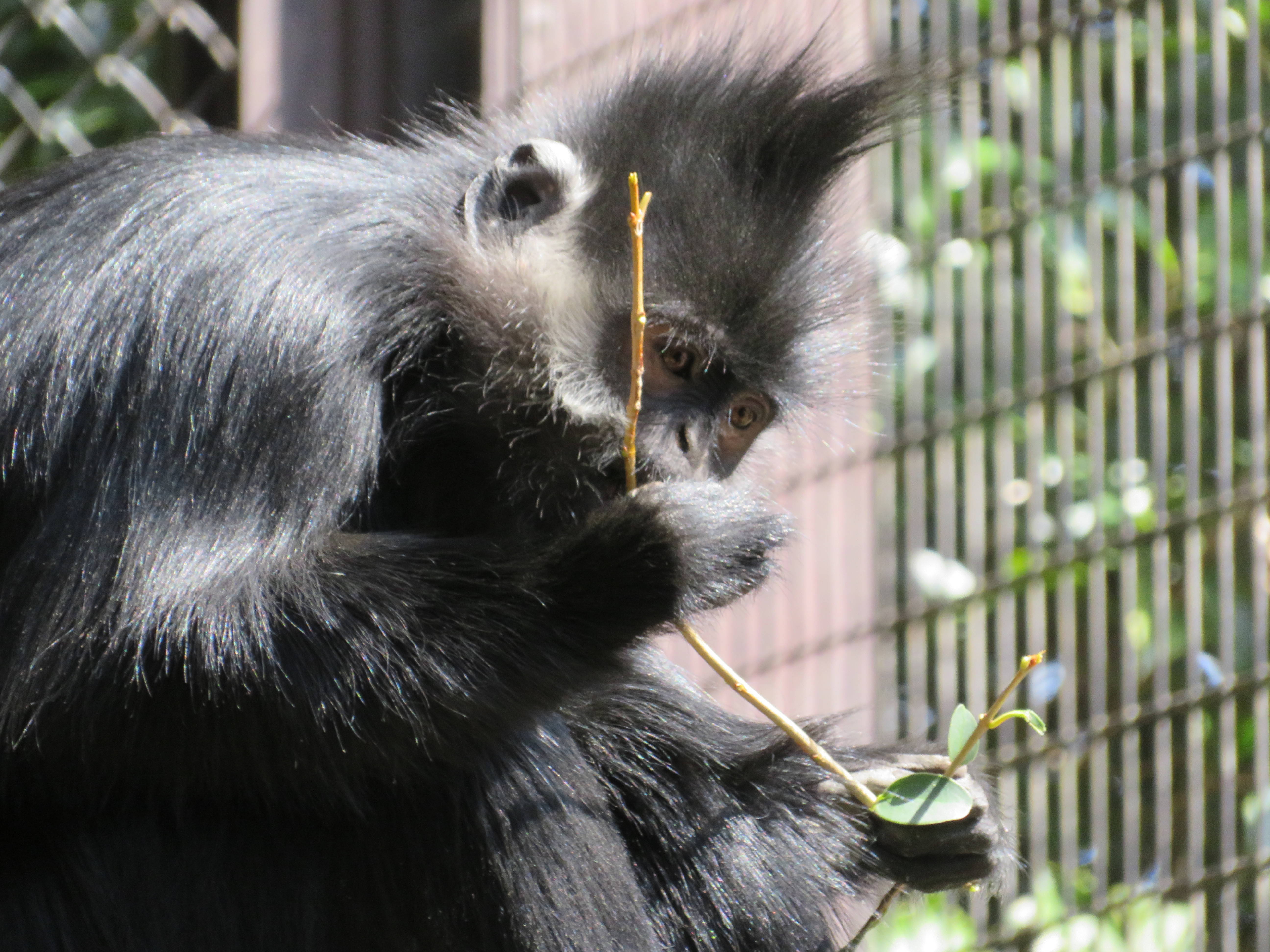 20170318 食べるユズ.jpg