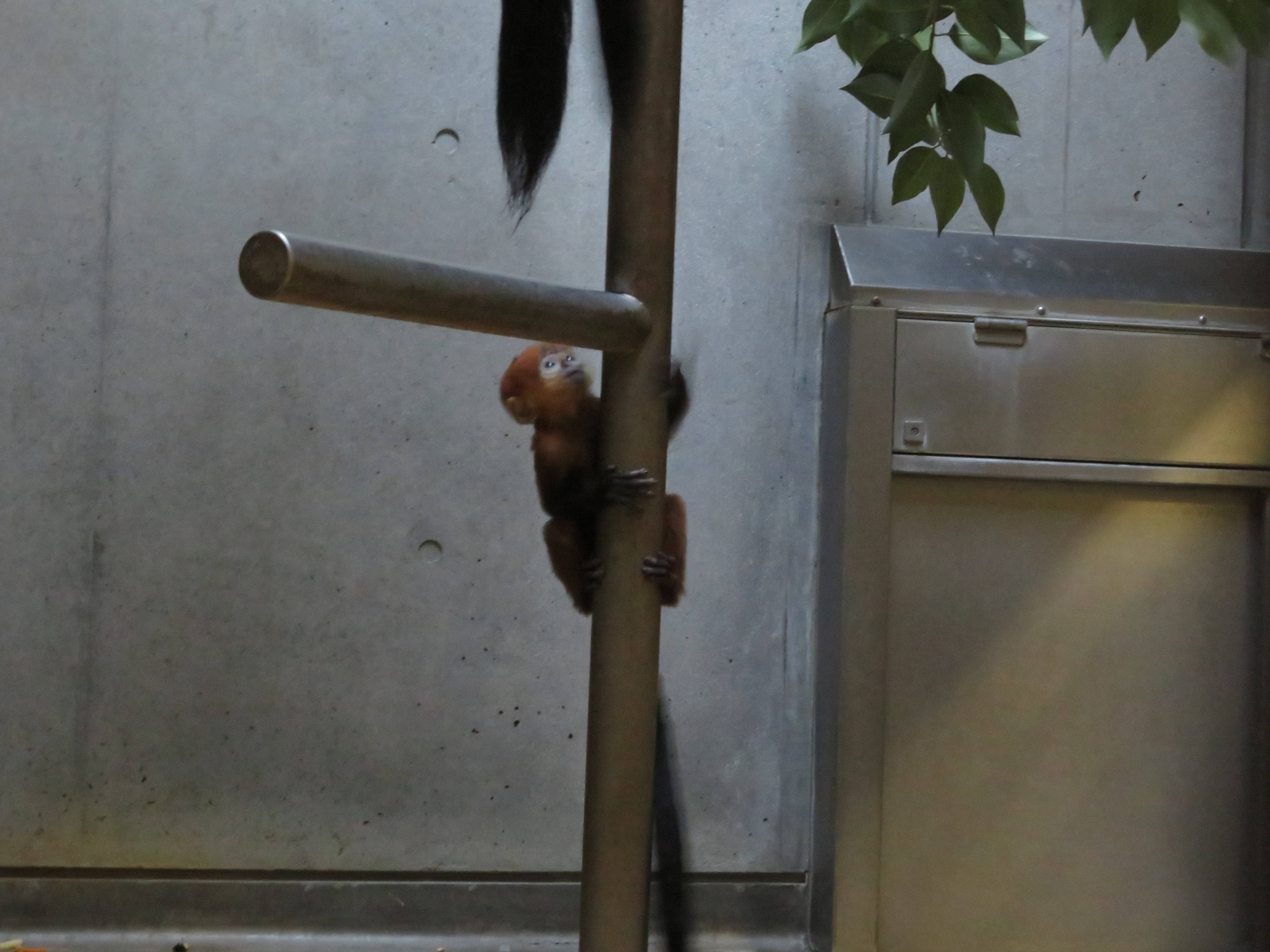 20170128 登るトントン.jpg