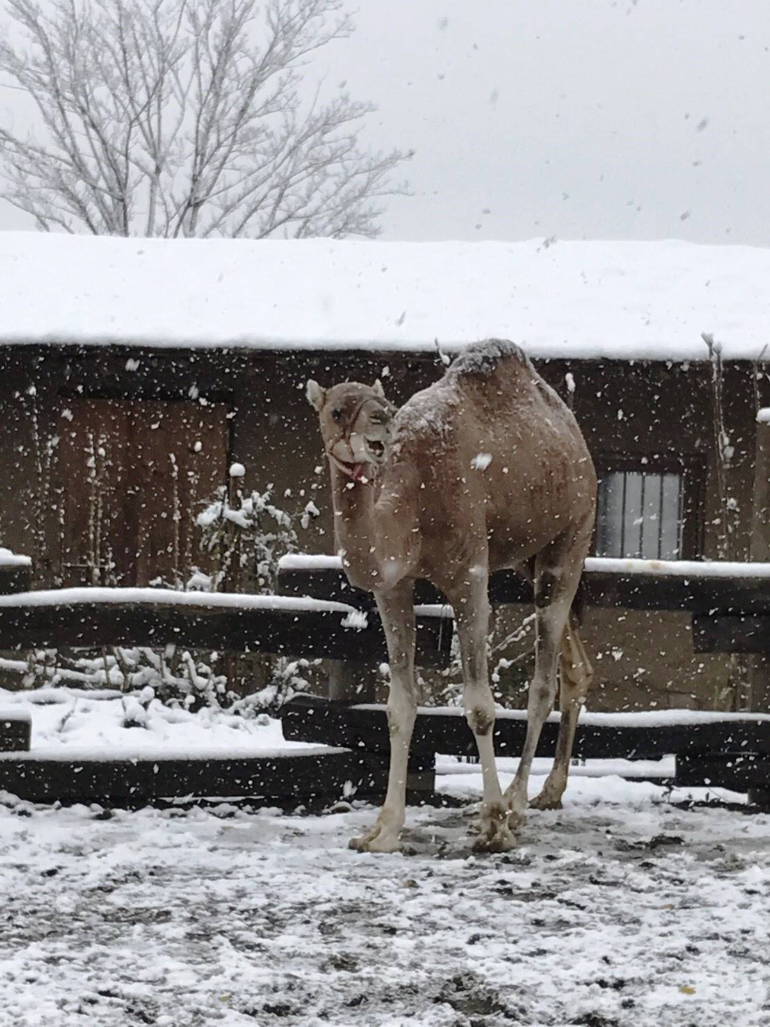 【飼育日誌】20161209雪とラクダ①.jpg