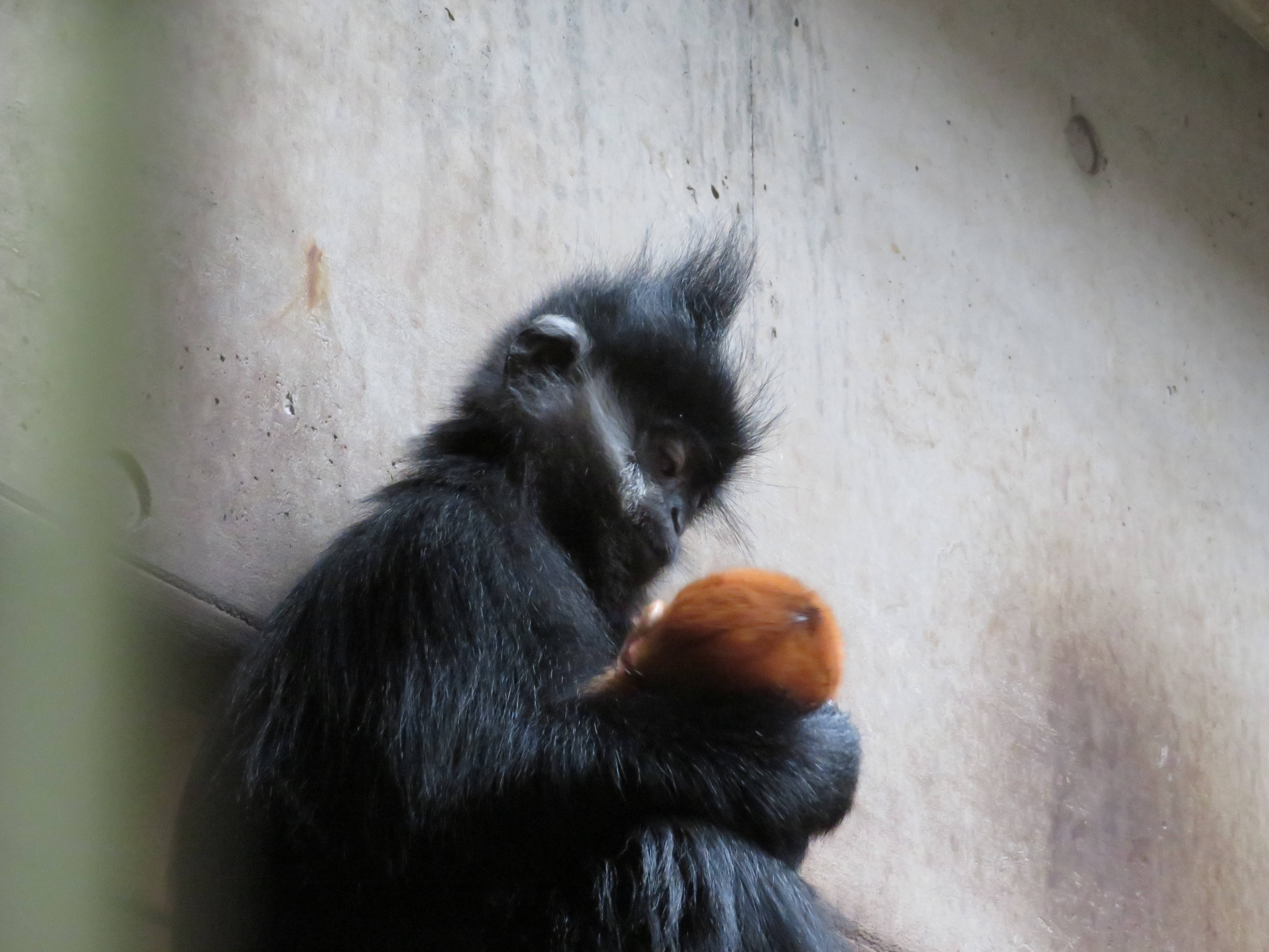 20161214 赤ちゃんを見るココア.jpg