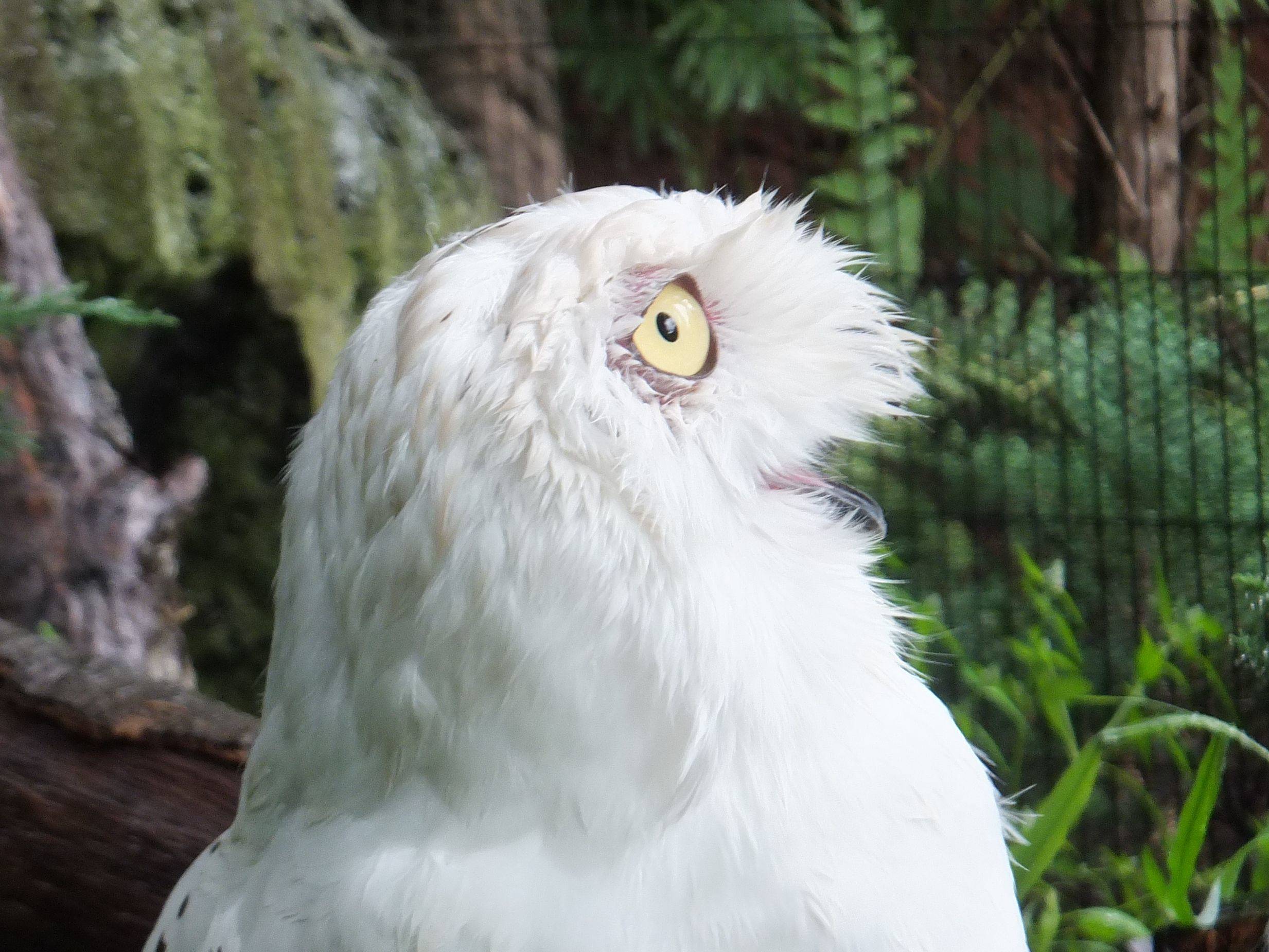 ぎこちない笑顔 サリーくん ブログ よこはま動物園ズーラシア公式サイト 公益財団法人 横浜市緑の協会