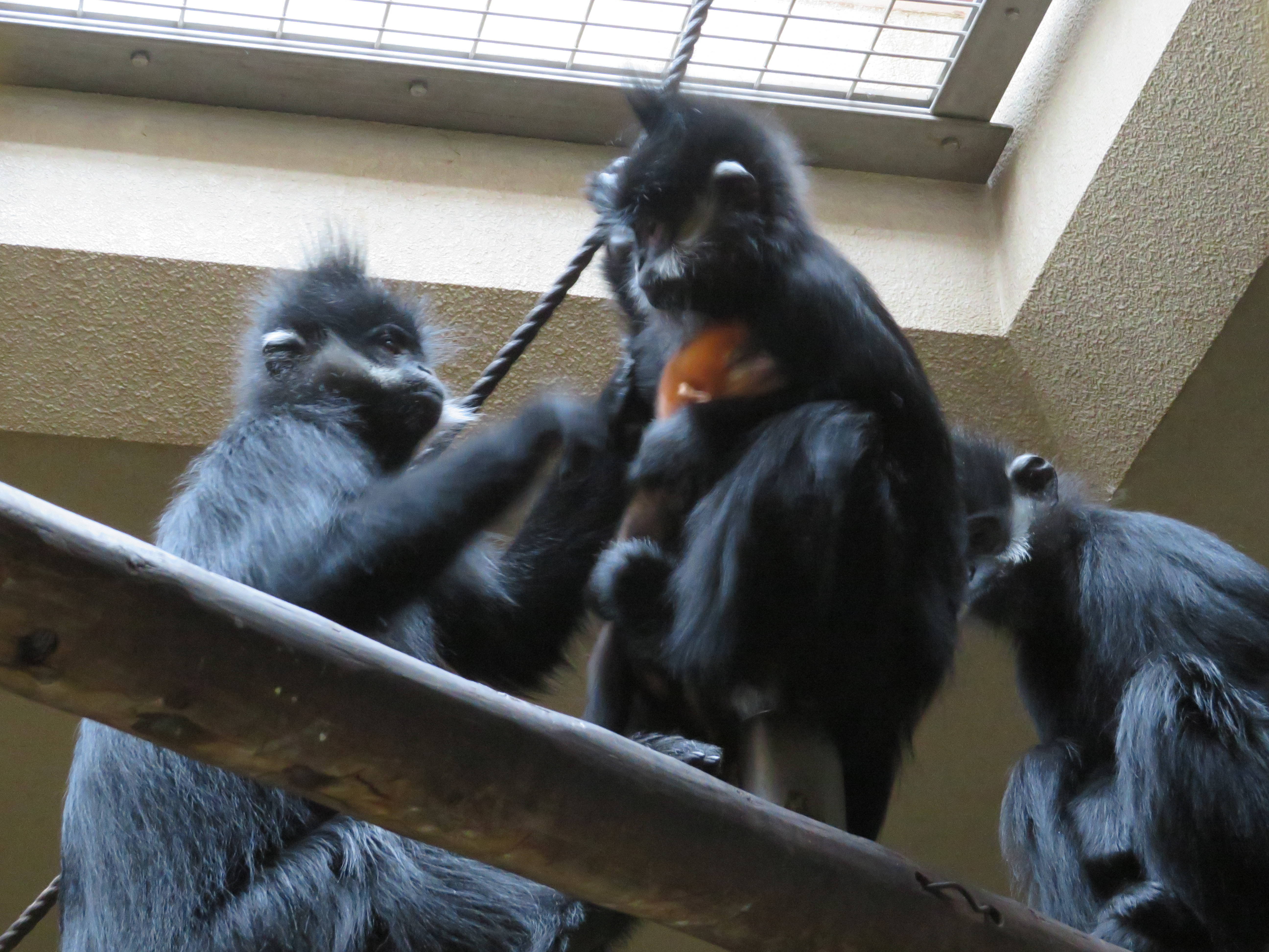 20161211 ココア→チョコ.jpg