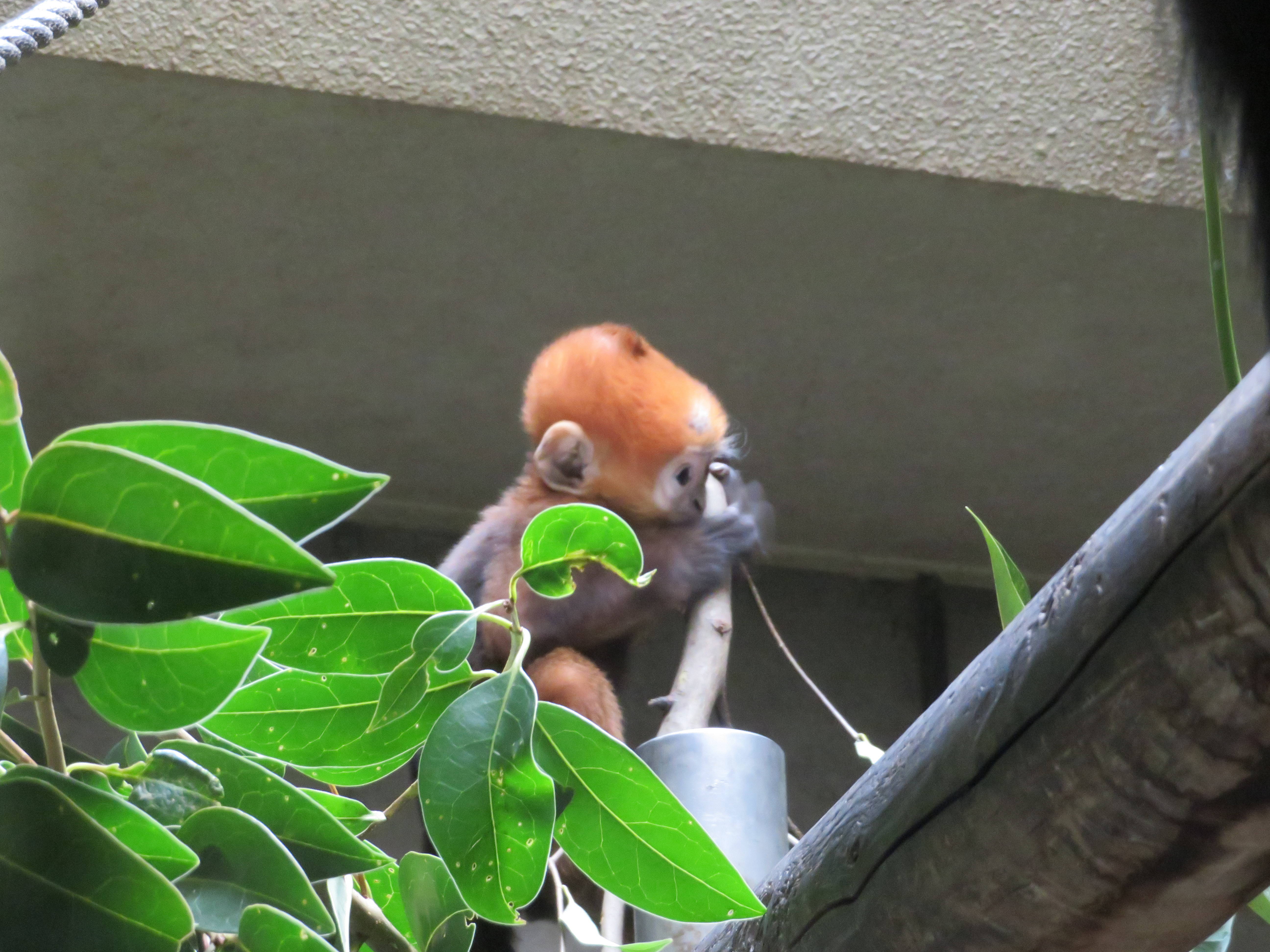 20170128 トントン.jpg