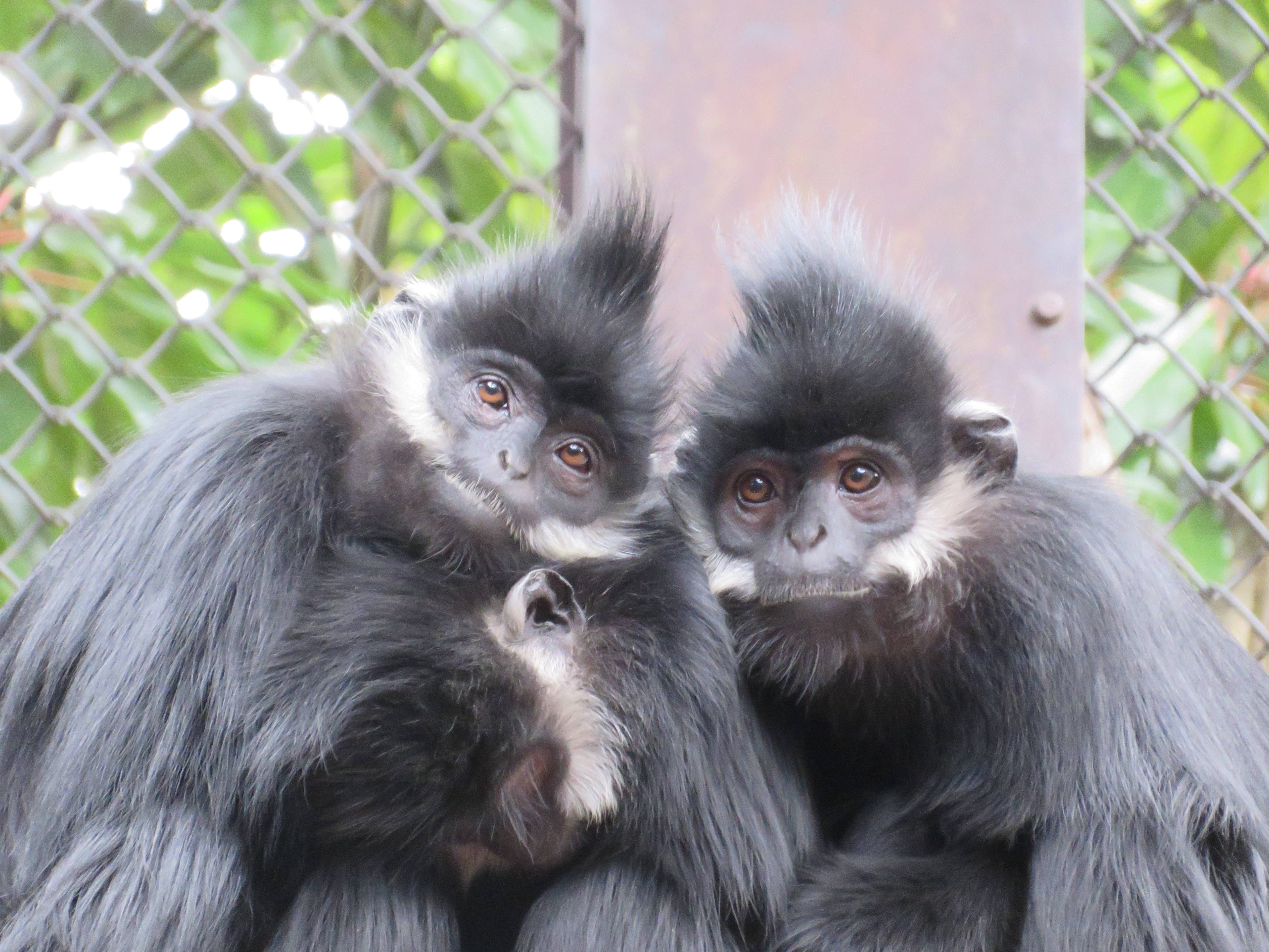 20170112 ニンニン群れ.jpg