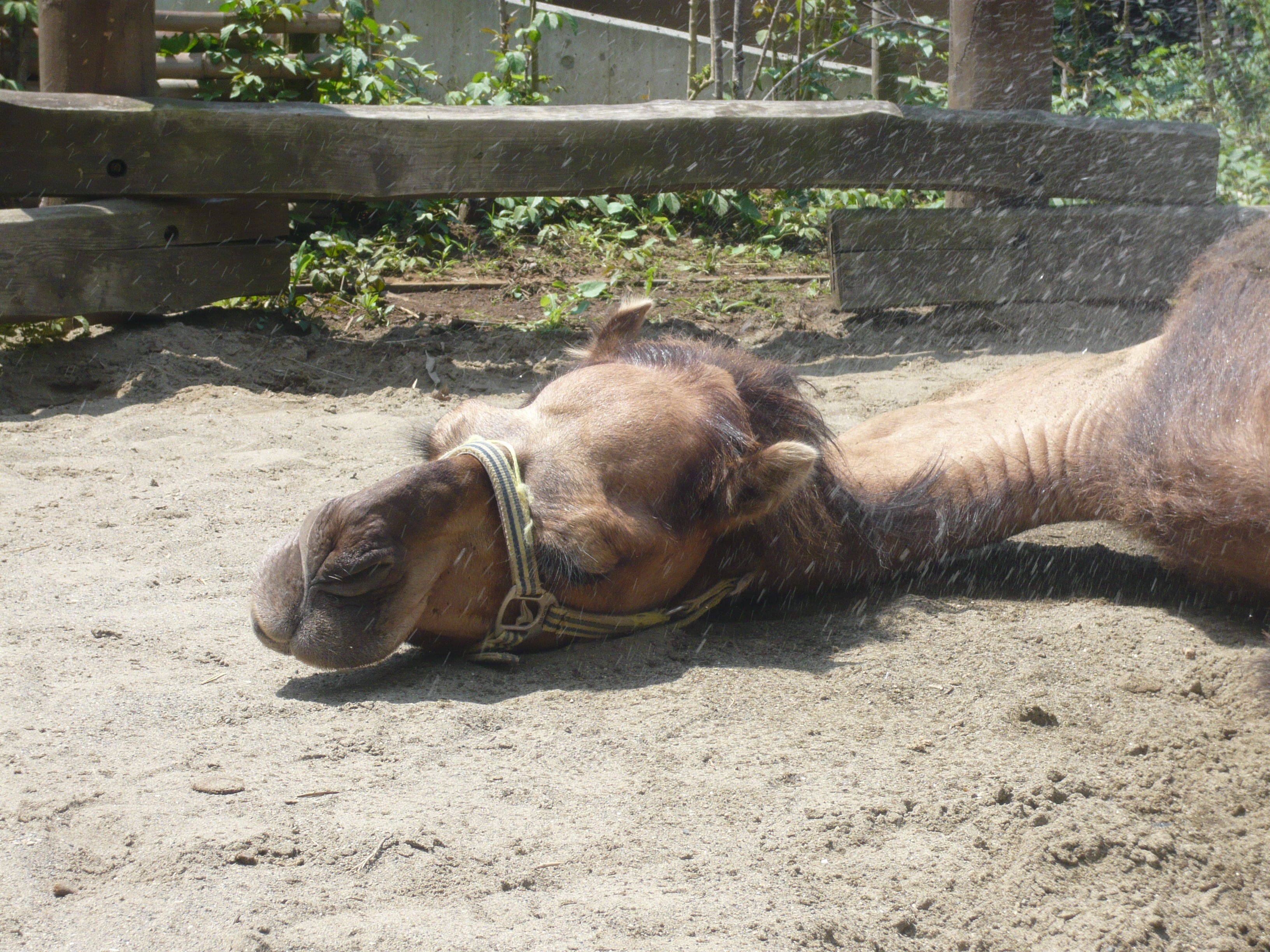 【飼育日誌】20160813ラクダのスプラッシュタイム②.jpg