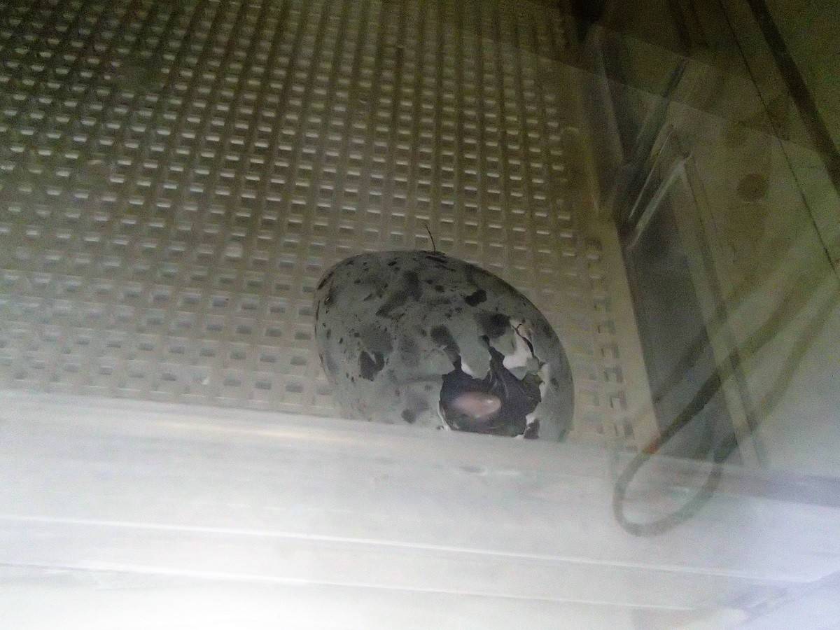 【飼育日誌】20170707セグロカモメが孵化しました!(4).jpg