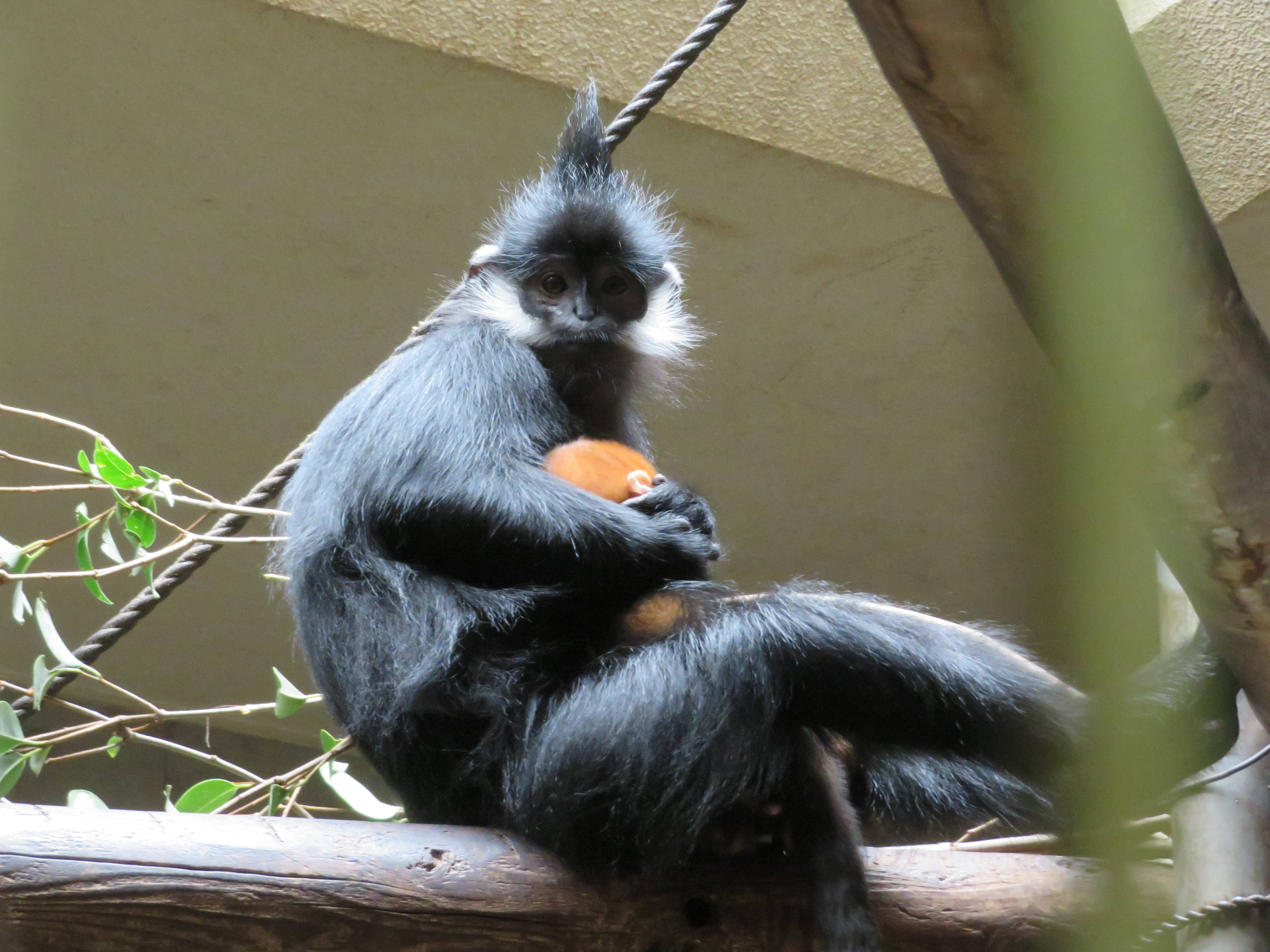 20161214 得意げなココア.jpg