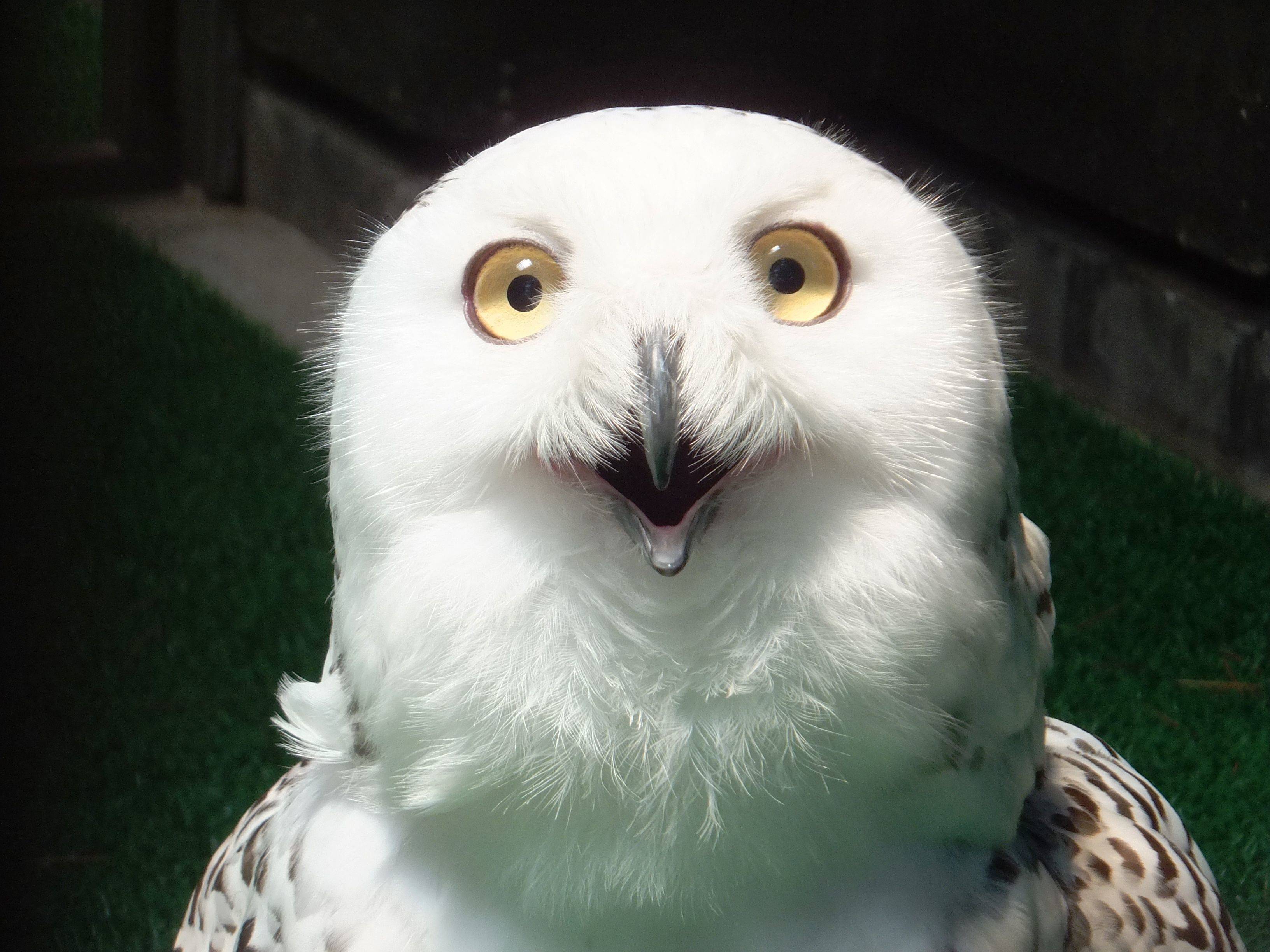 ぎこちない笑顔 フクちゃん ブログ よこはま動物園ズーラシア公式サイト 公益財団法人 横浜市緑の協会 ぎこちない笑顔 フクちゃん ブログ よこはま動物園ズーラシア公式サイト 公益財団法人 横浜市緑の協会