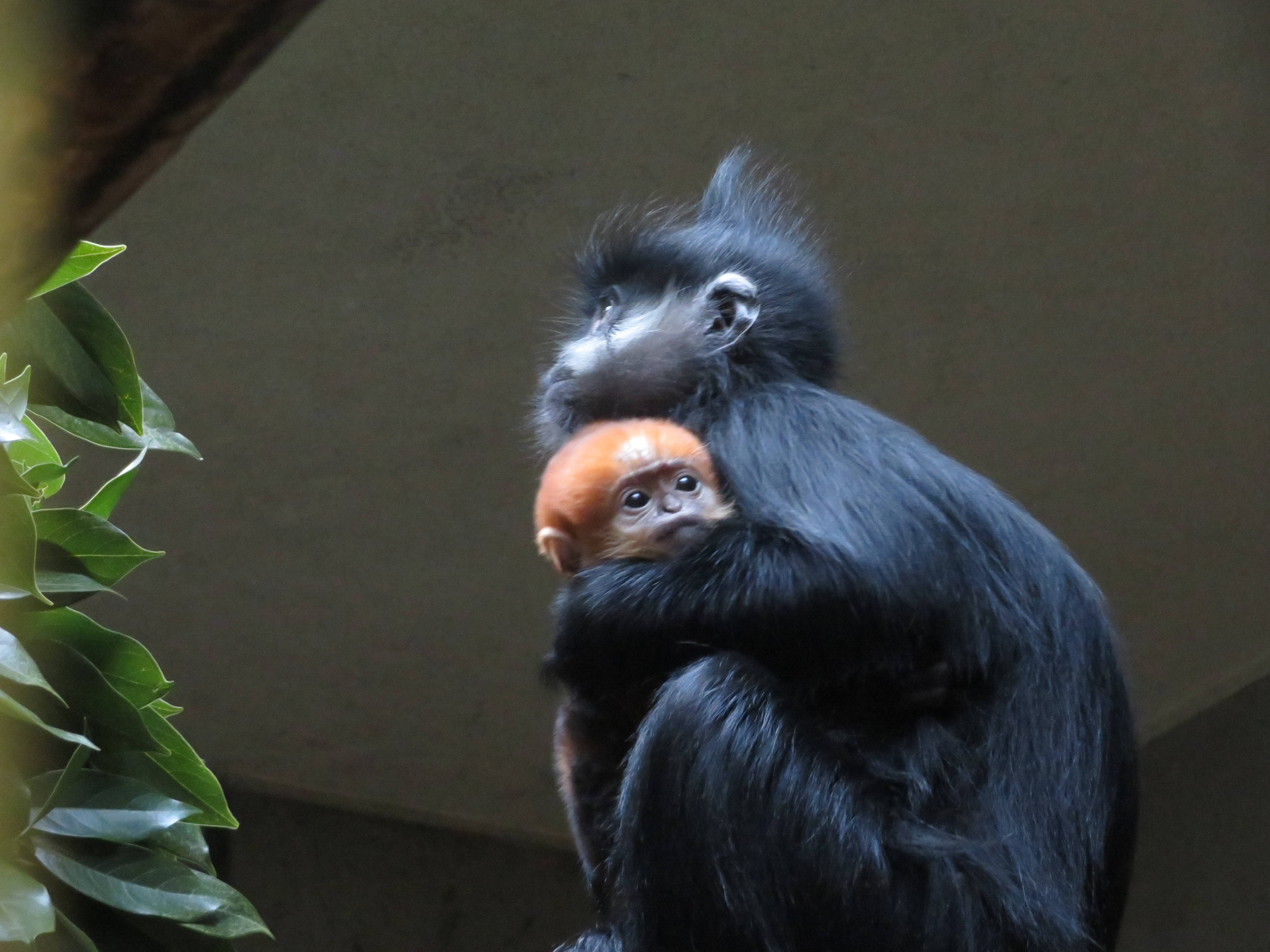 20170128 ココアとトントン.jpg