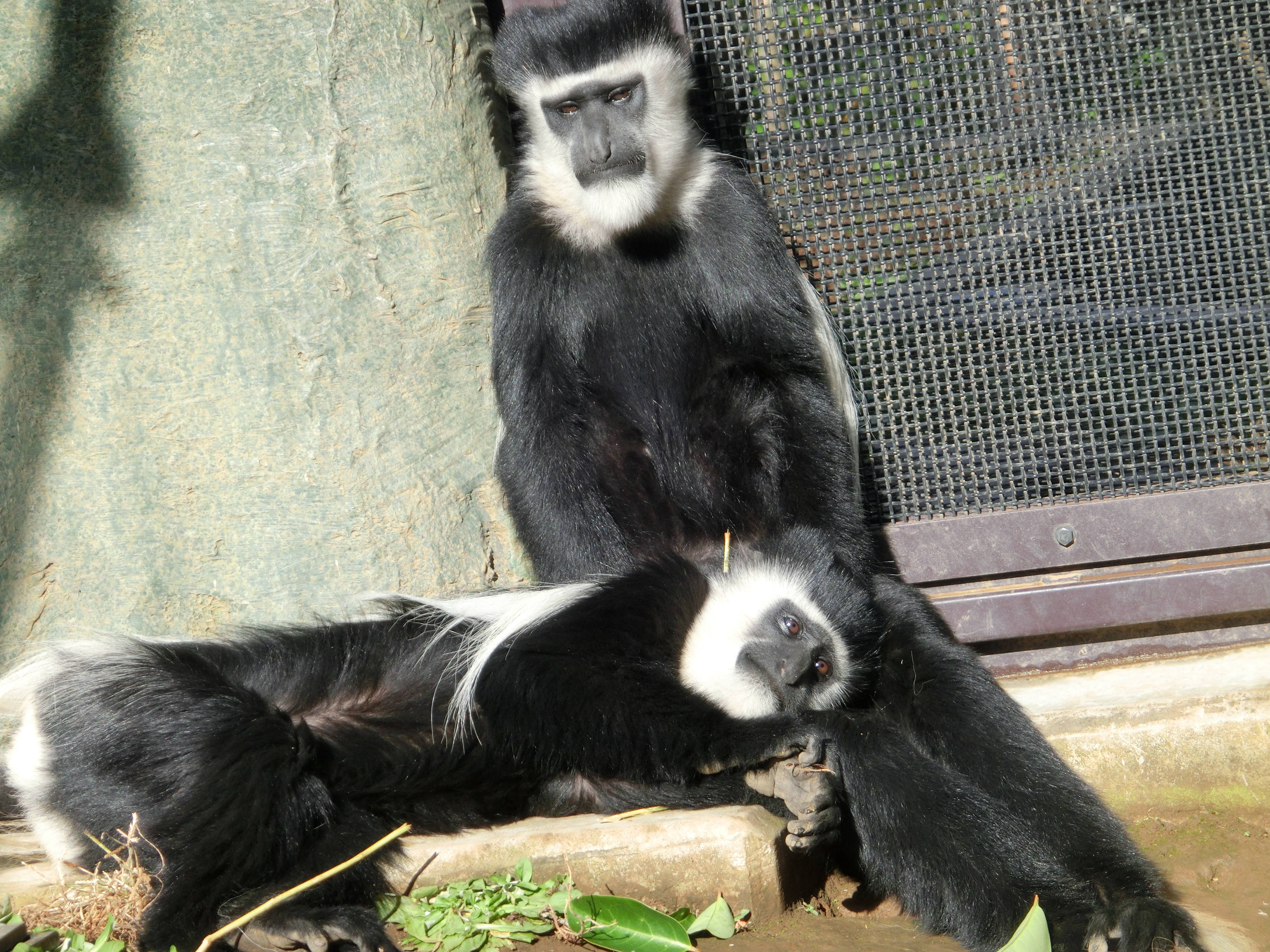 【飼育日誌】20170120:仲良し姉妹 (3).jpg