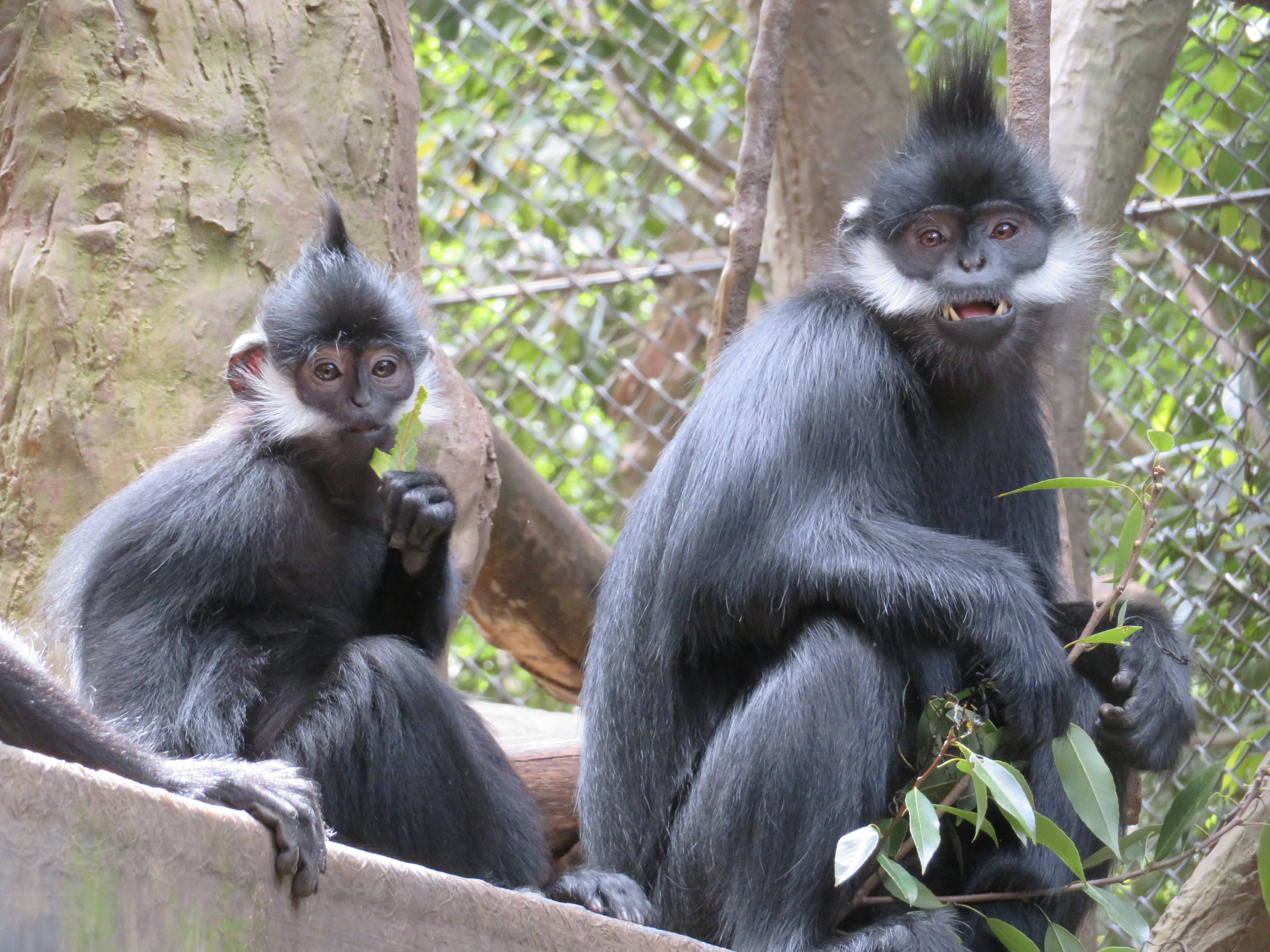 20170219 葉っぱを食べる.jpg