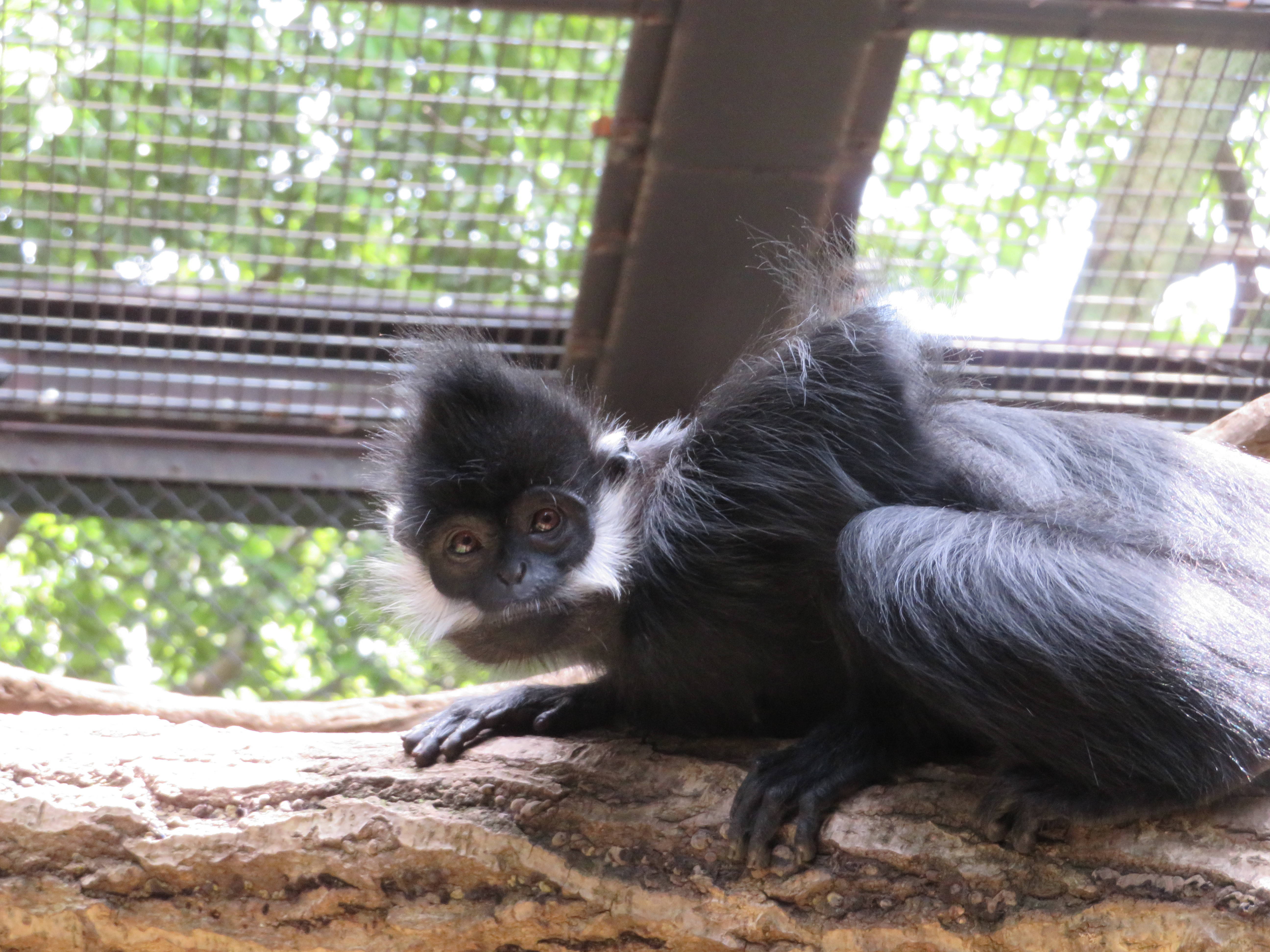 20161203 アンズ.jpg