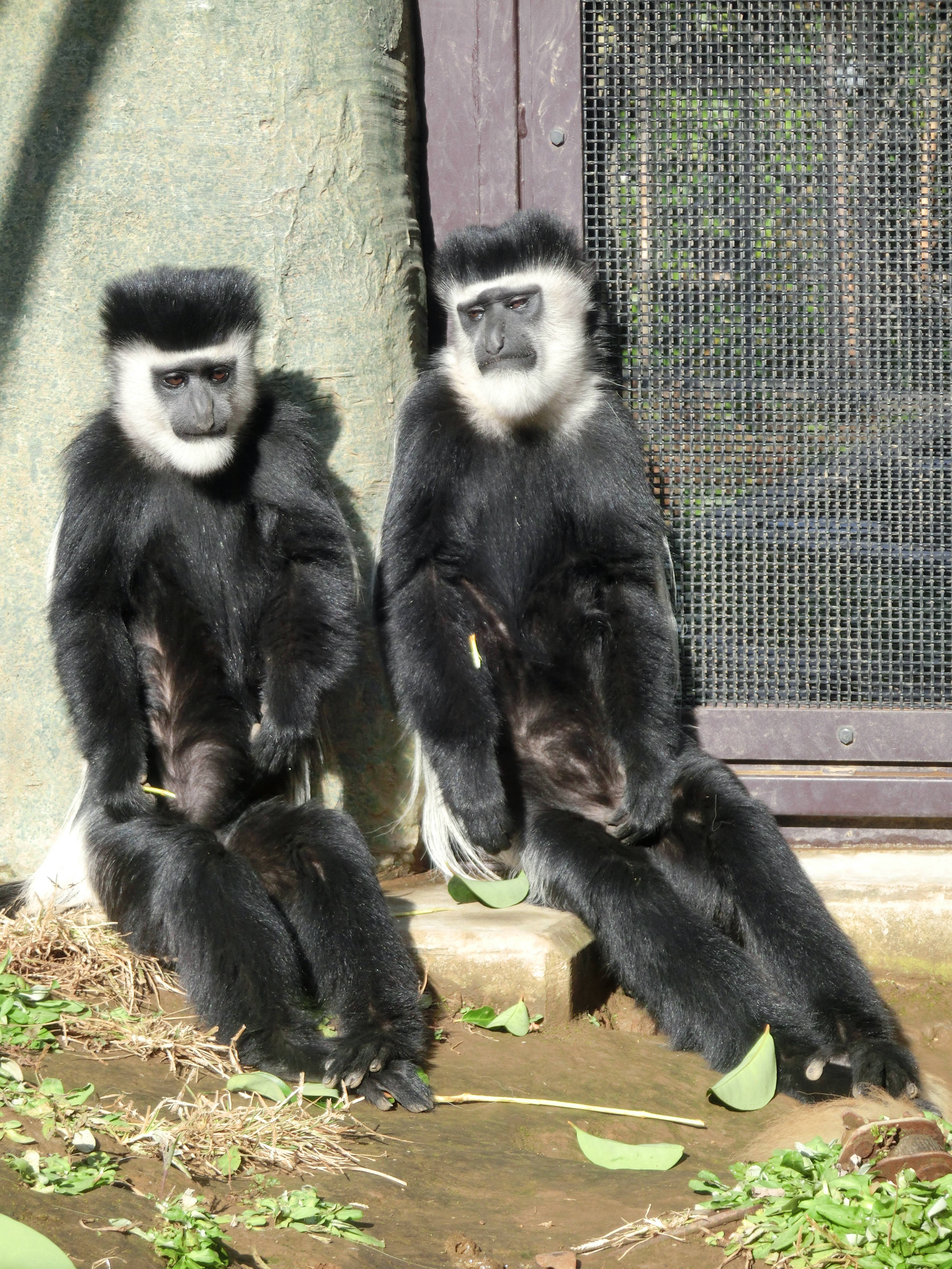 【飼育日誌】20170120:仲良し姉妹 (2).jpg