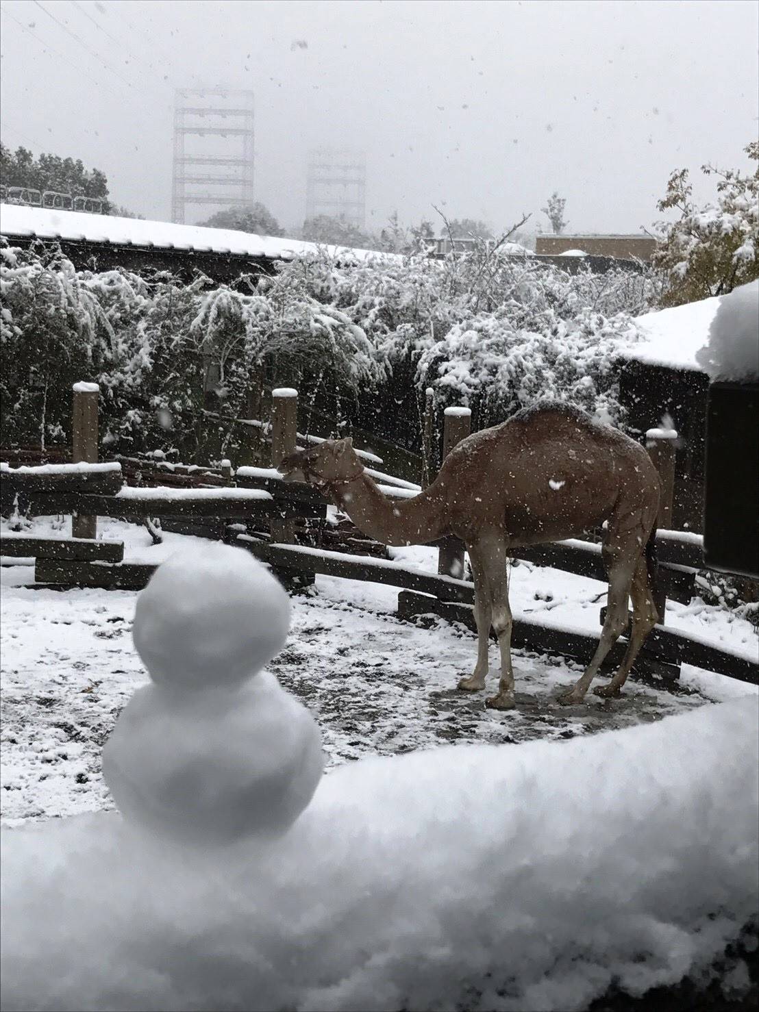 【飼育日誌】20161209雪とラクダ②.jpg