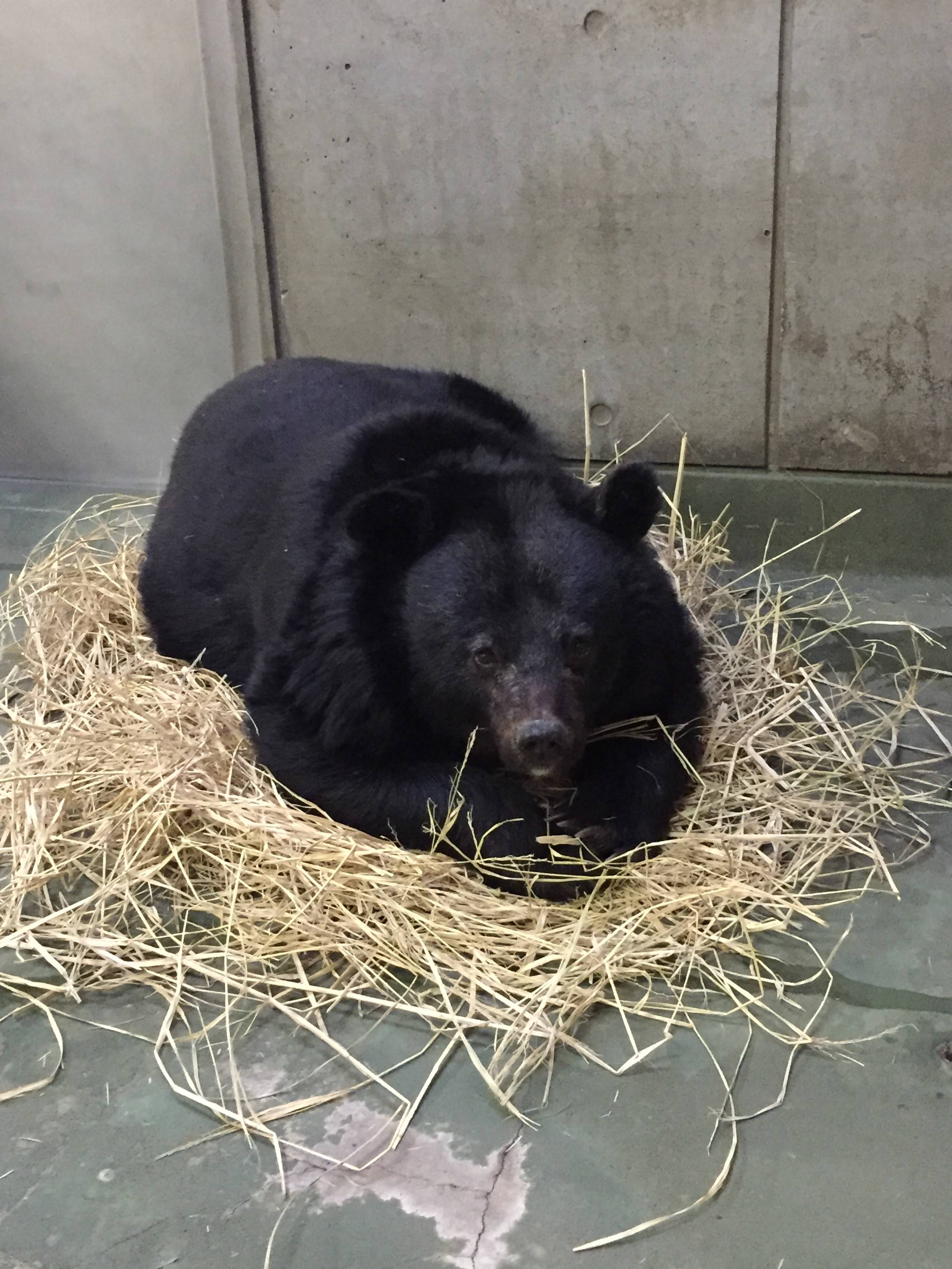 ツキノワ (2).jpg