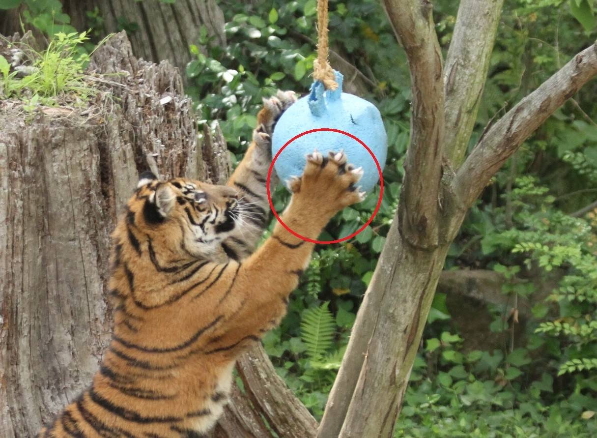 子育て情報 50 ボール遊び すまとらとらブログ よこはま動物園ズーラシア公式サイト 公益財団法人 横浜市緑の協会 子育て情報 50 ボール遊び すまとらとらブログ よこはま動物園ズーラシア公式サイト 公益財団法人 横浜市緑の協会