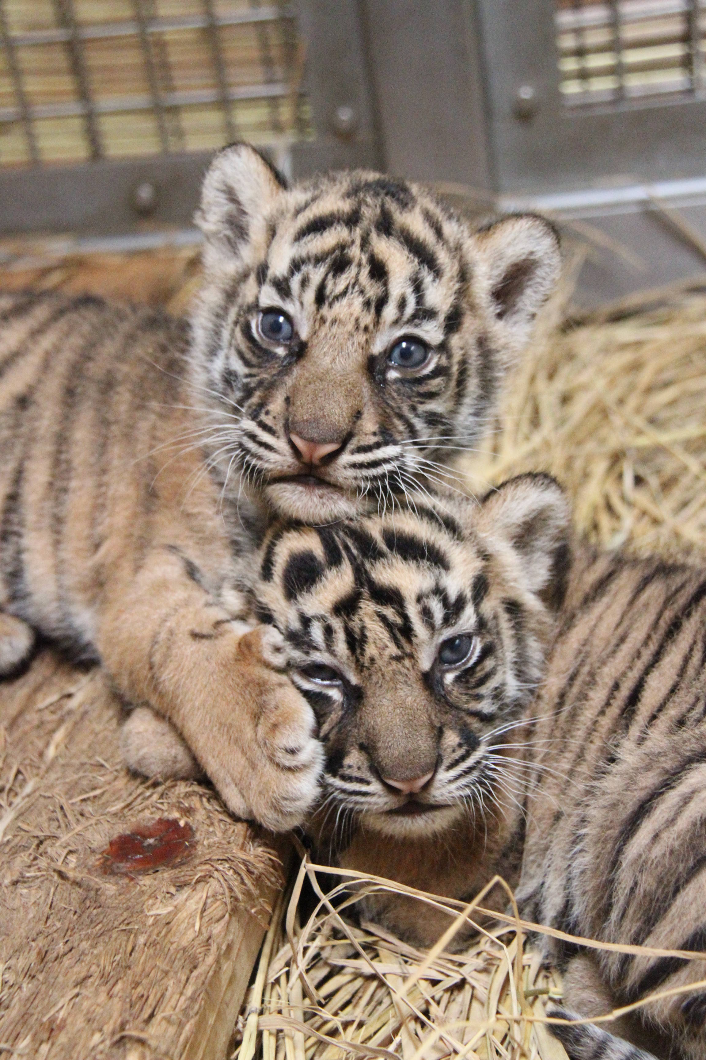 ミンピの思い出 その1 すまとらとらブログ よこはま動物園ズーラシア公式サイト 公益財団法人 横浜市緑の協会 ミンピの思い出 その1 すまとらとらブログ よこはま動物園ズーラシア公式サイト 公益財団法人 横浜市緑の協会