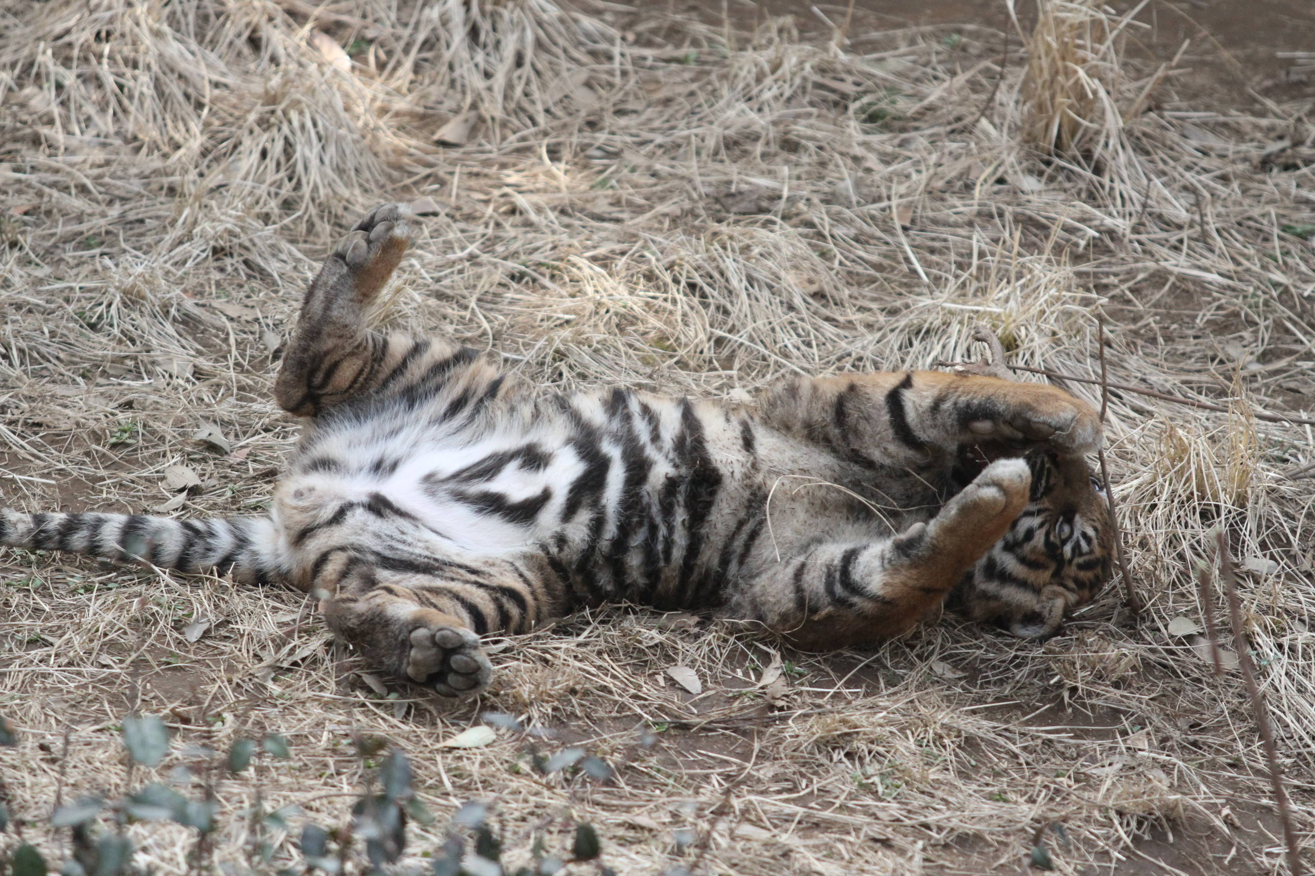 子育て情報 40 ゴロゴロするのは ブログ よこはま動物園ズーラシア公式サイト 公益財団法人 横浜市緑の協会