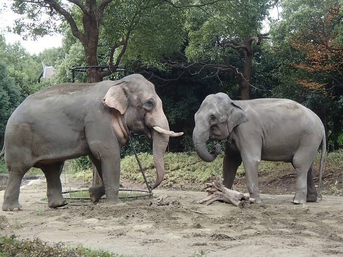 【飼育日誌】20161116 がんばれラスクマル!(1).jpg
