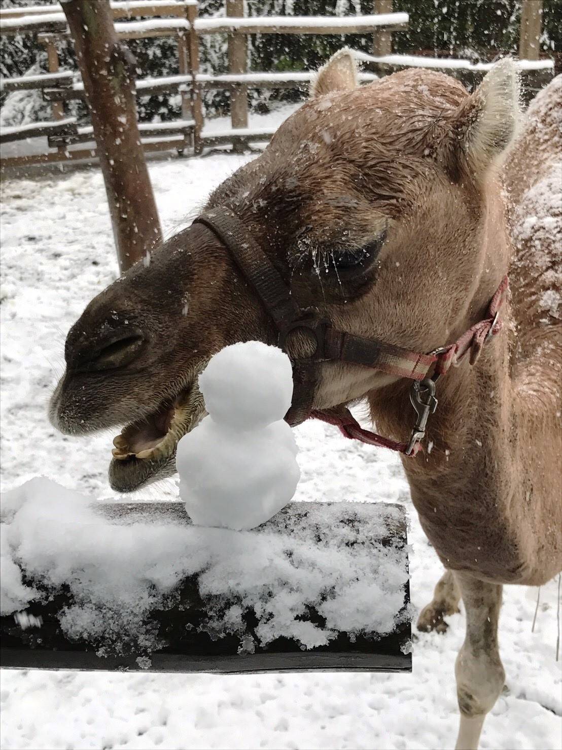 【飼育日誌】20161209雪とラクダ④.jpg