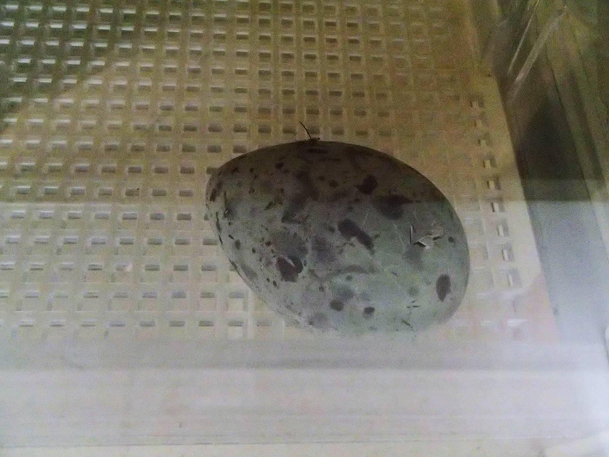 【飼育日誌】20170707セグロカモメが孵化しました! (3).jpg