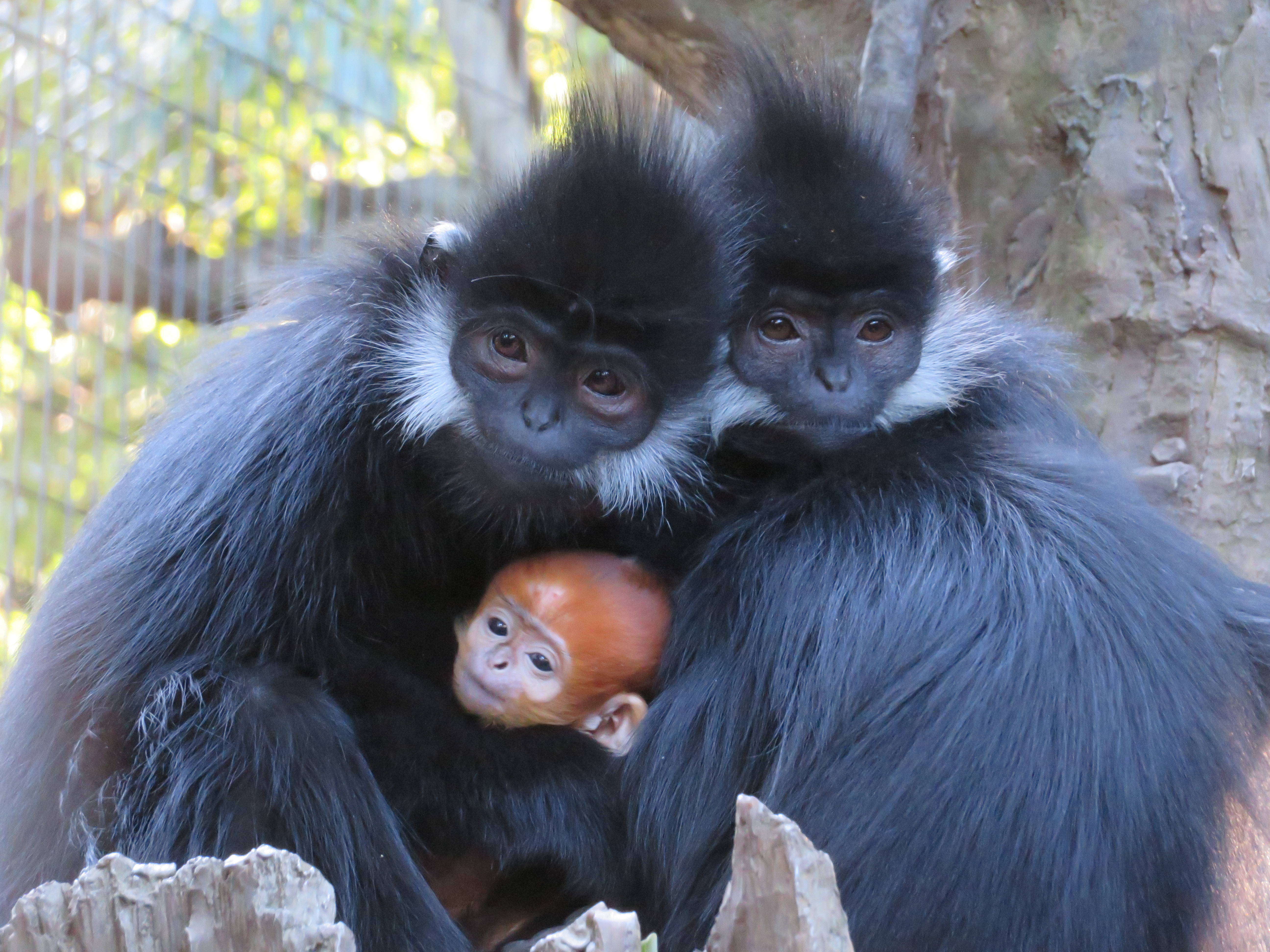 希少 新品タグ付き ズーラシア 動物園 ぬいぐるみ フランソワルトン 希少 新品タグ付き ズーラシア 動物園 ぬいぐるみ フランソワ