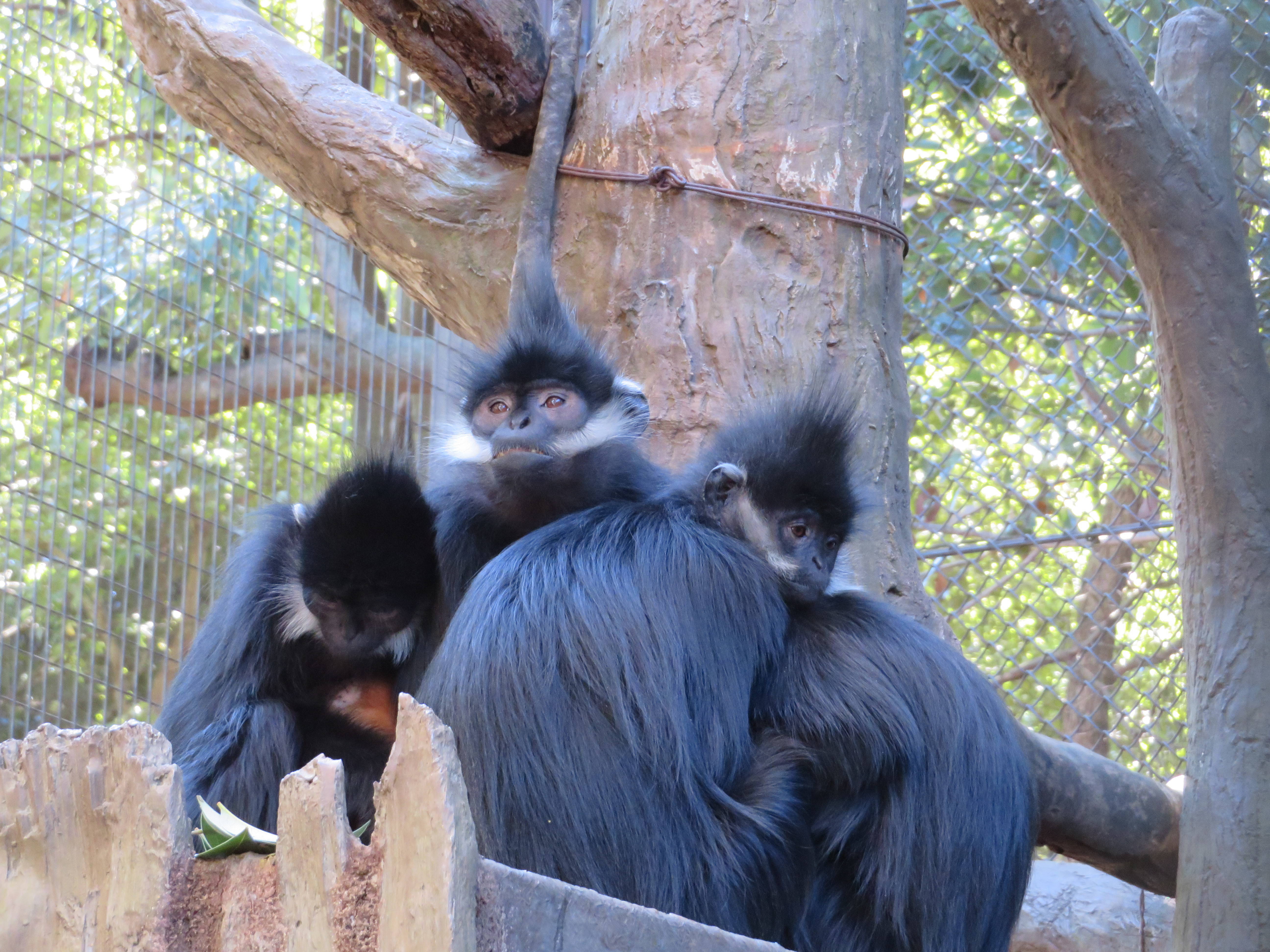 2017.2.12 サル団子.jpg