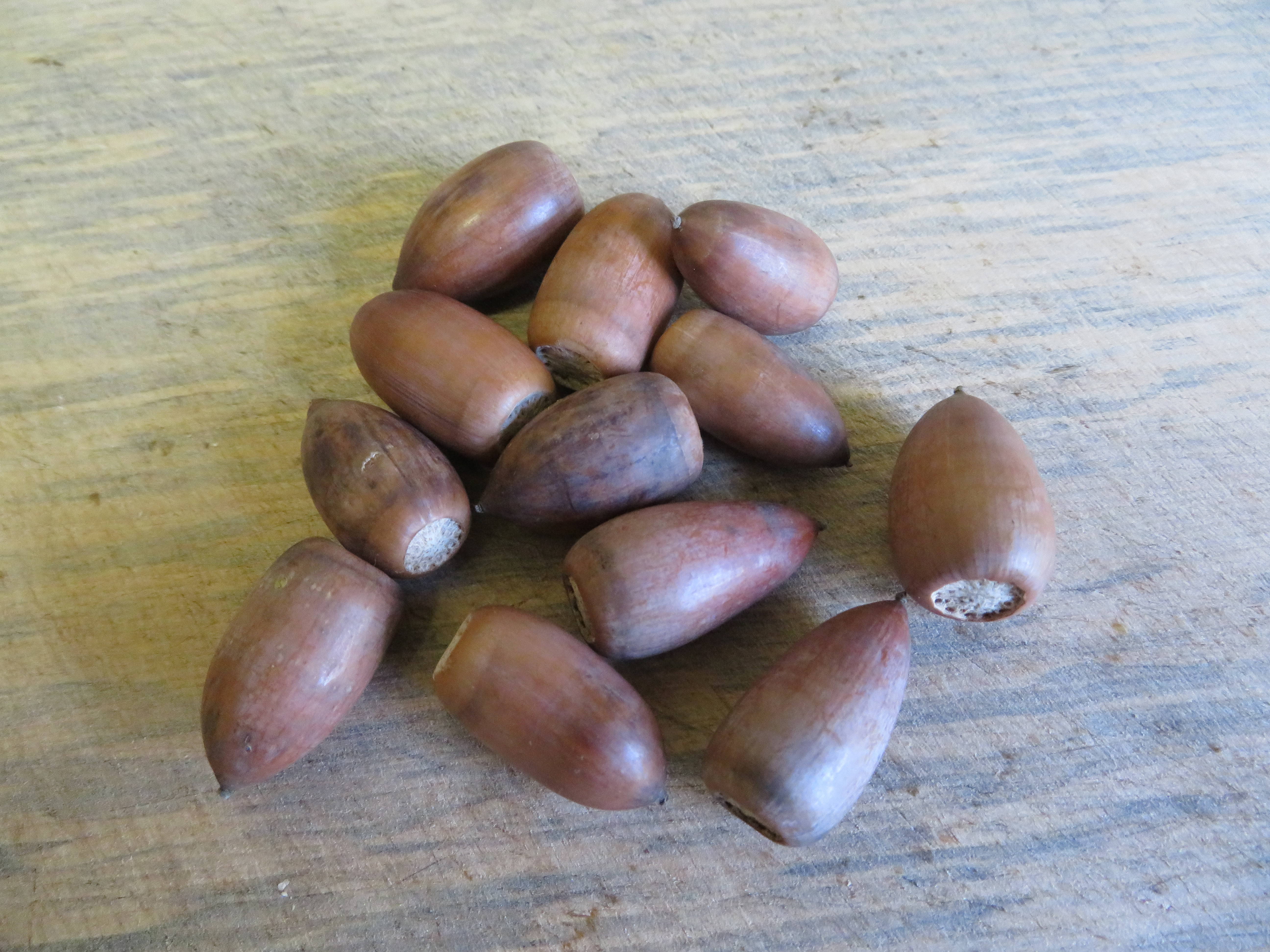 20170212 ﾄﾞﾝｸﾞﾘ.jpg