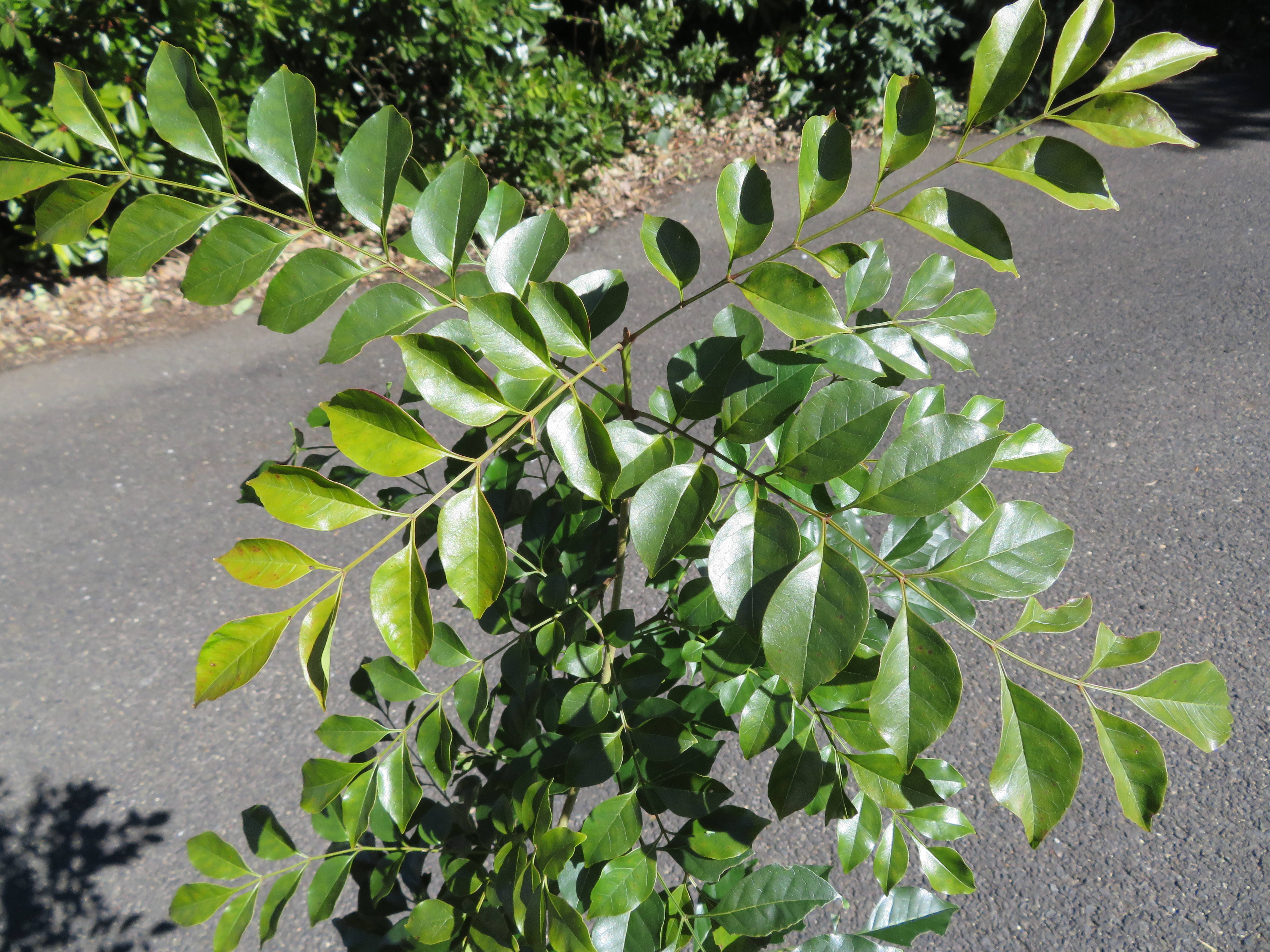 20170212 ｼﾏﾄﾈﾘｺ.jpg