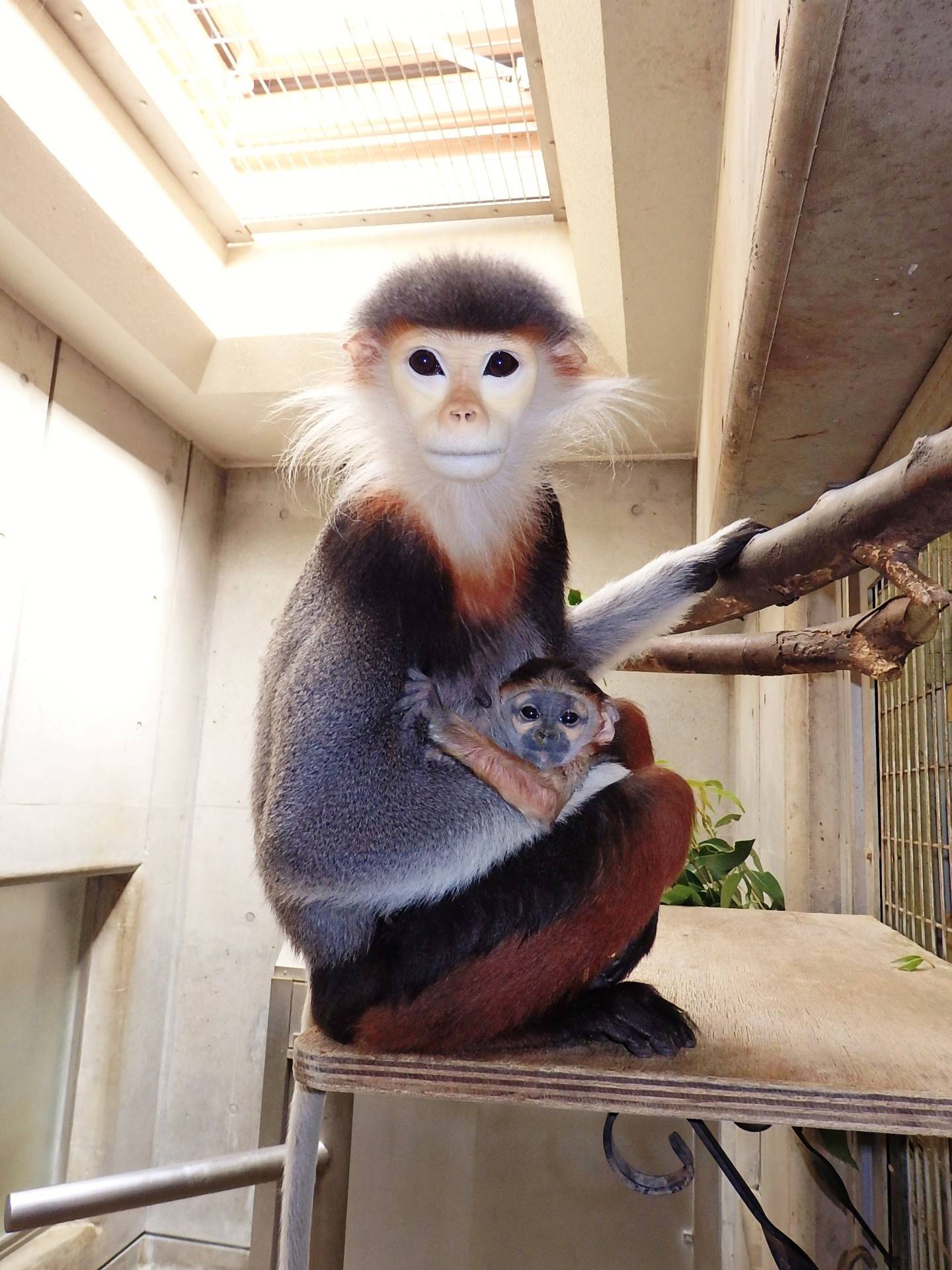 開園記念日の朝に 飼育日誌 よこはま動物園ズーラシア公式サイト 公益財団法人 横浜市緑の協会