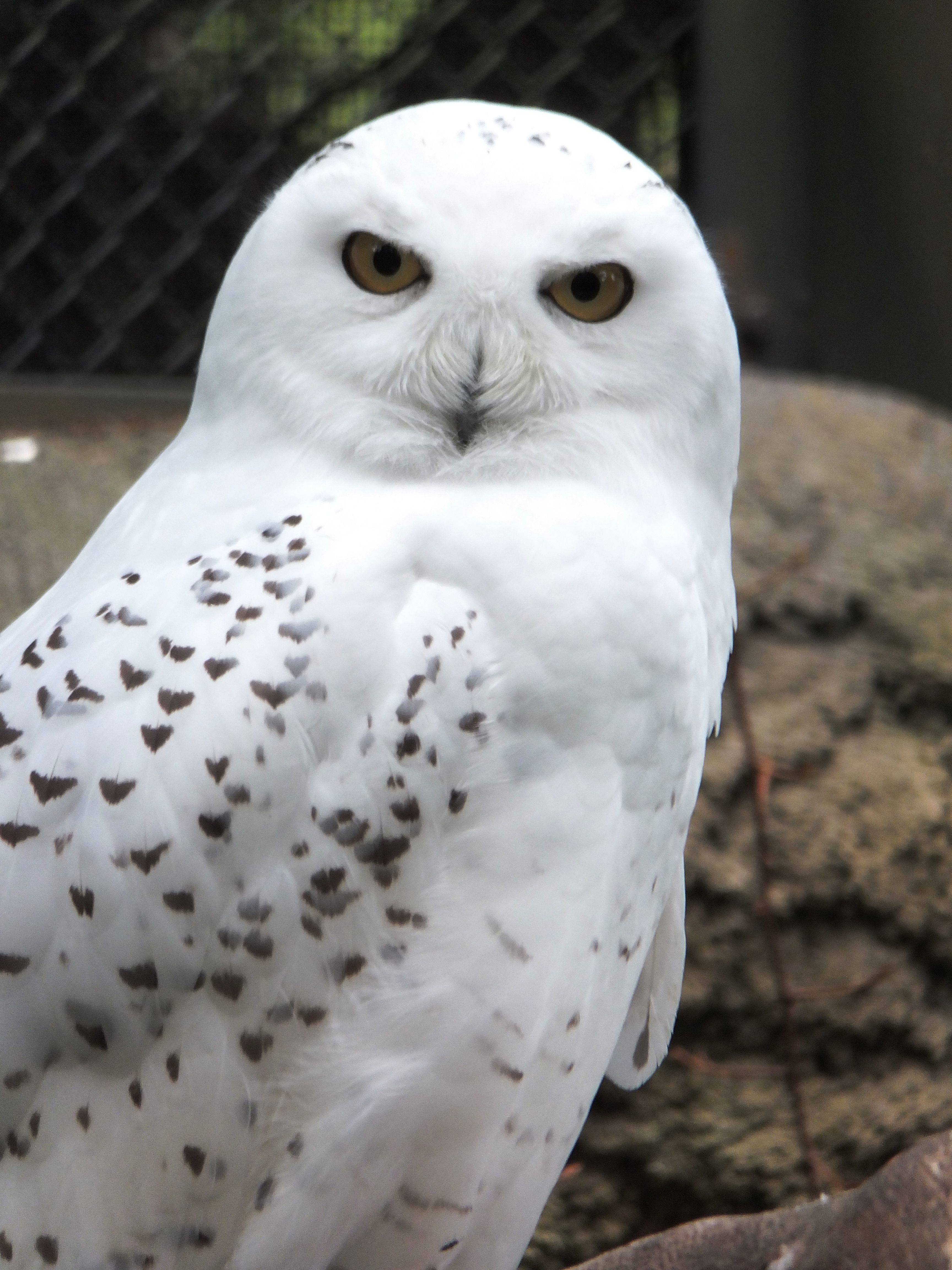 ぎこちない笑顔 サリーくん ブログ よこはま動物園ズーラシア公式サイト 公益財団法人 横浜市緑の協会