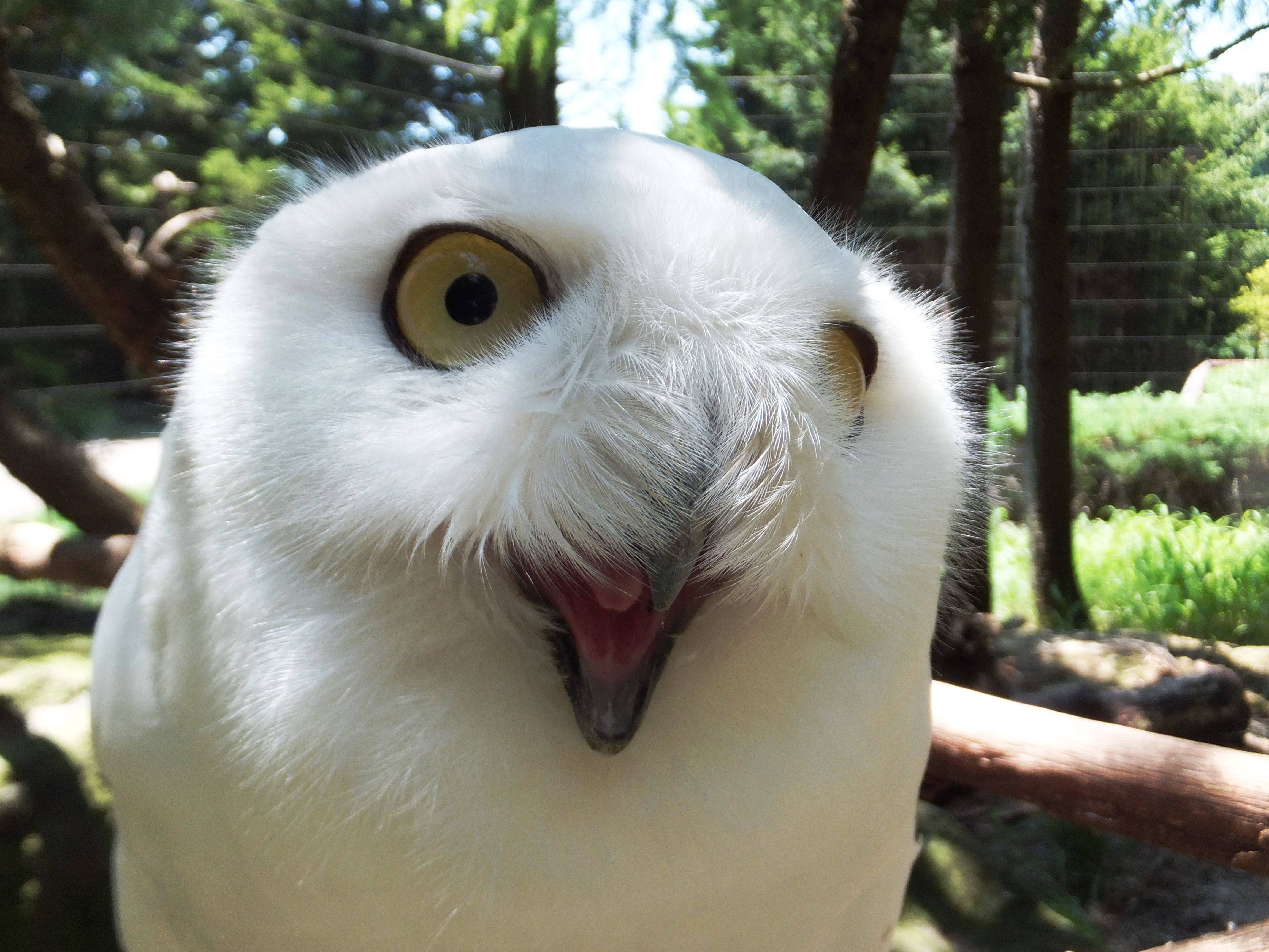 ぎこちない笑顔 サリーくん ブログ よこはま動物園ズーラシア公式サイト 公益財団法人 横浜市緑の協会