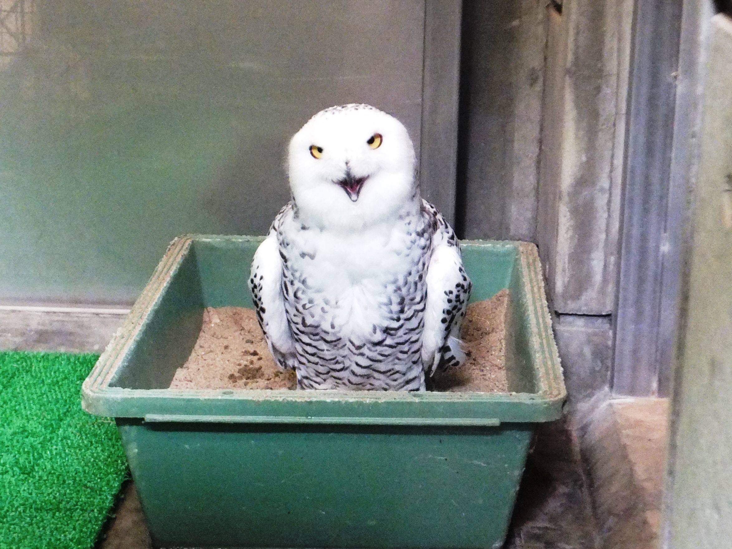 ぎこちない笑顔 フクちゃん ブログ よこはま動物園ズーラシア公式サイト 公益財団法人 横浜市緑の協会