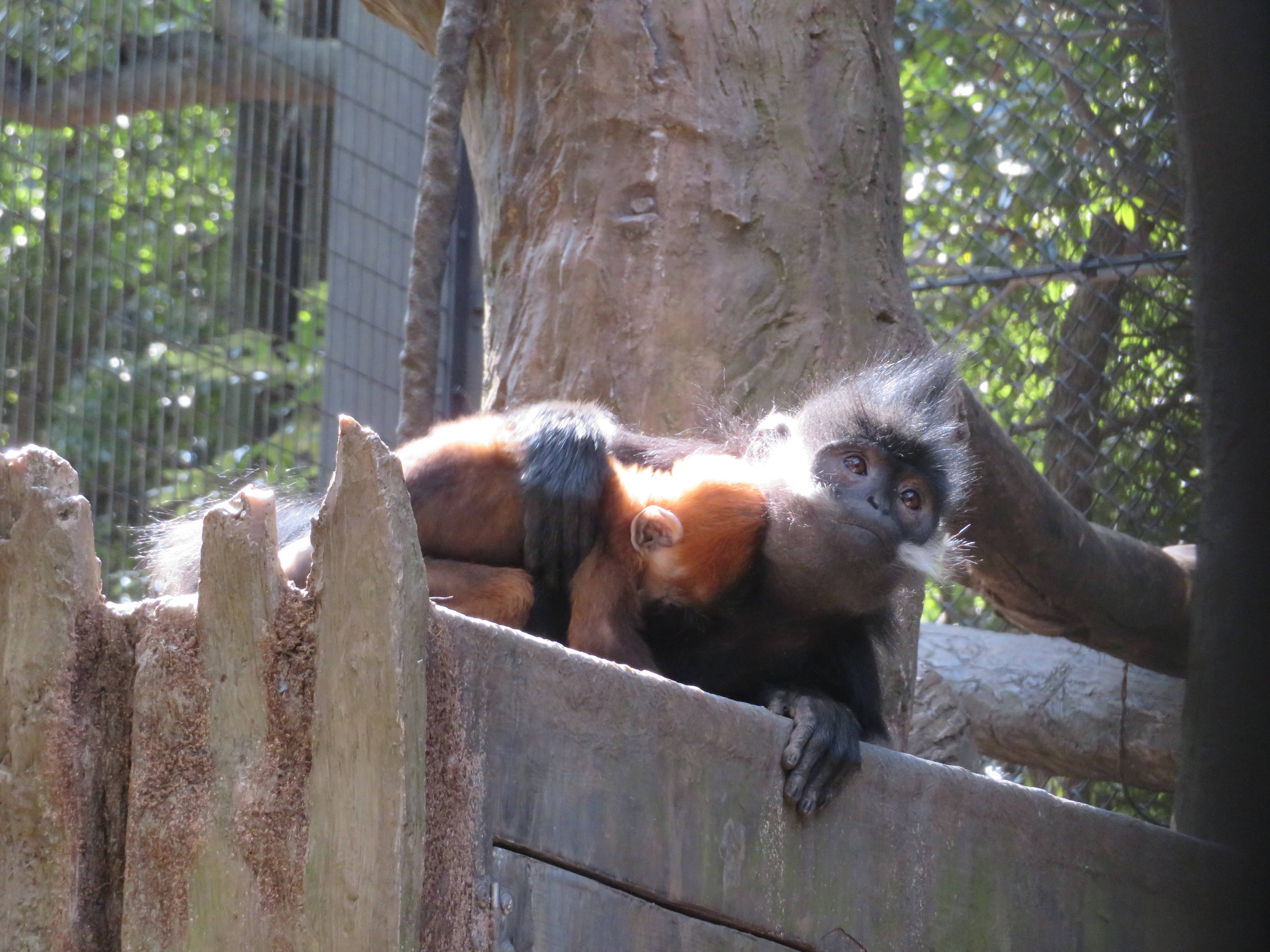 20170318 トントンが来た.jpg