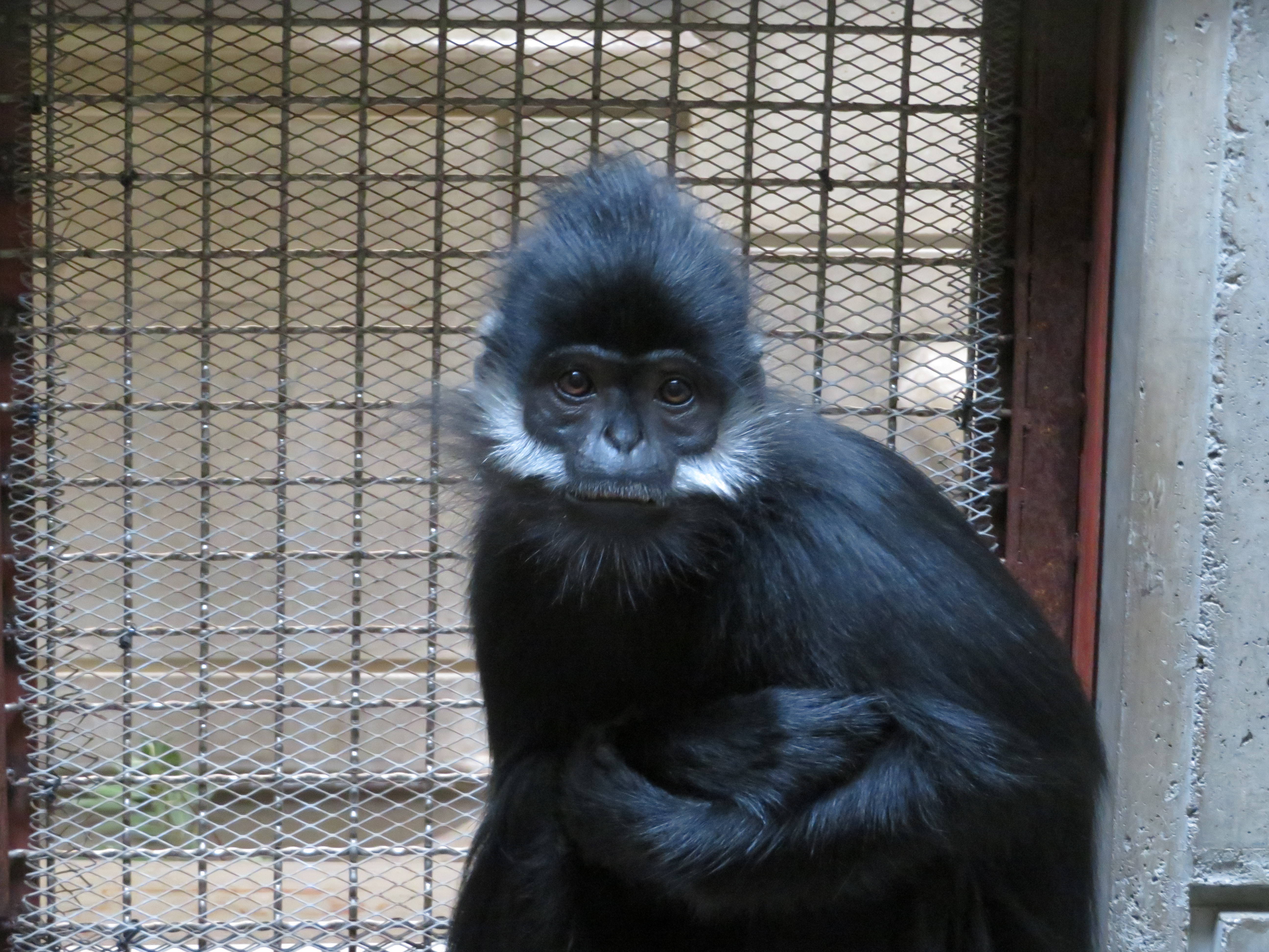 20170112 かわいいニンニン.jpg