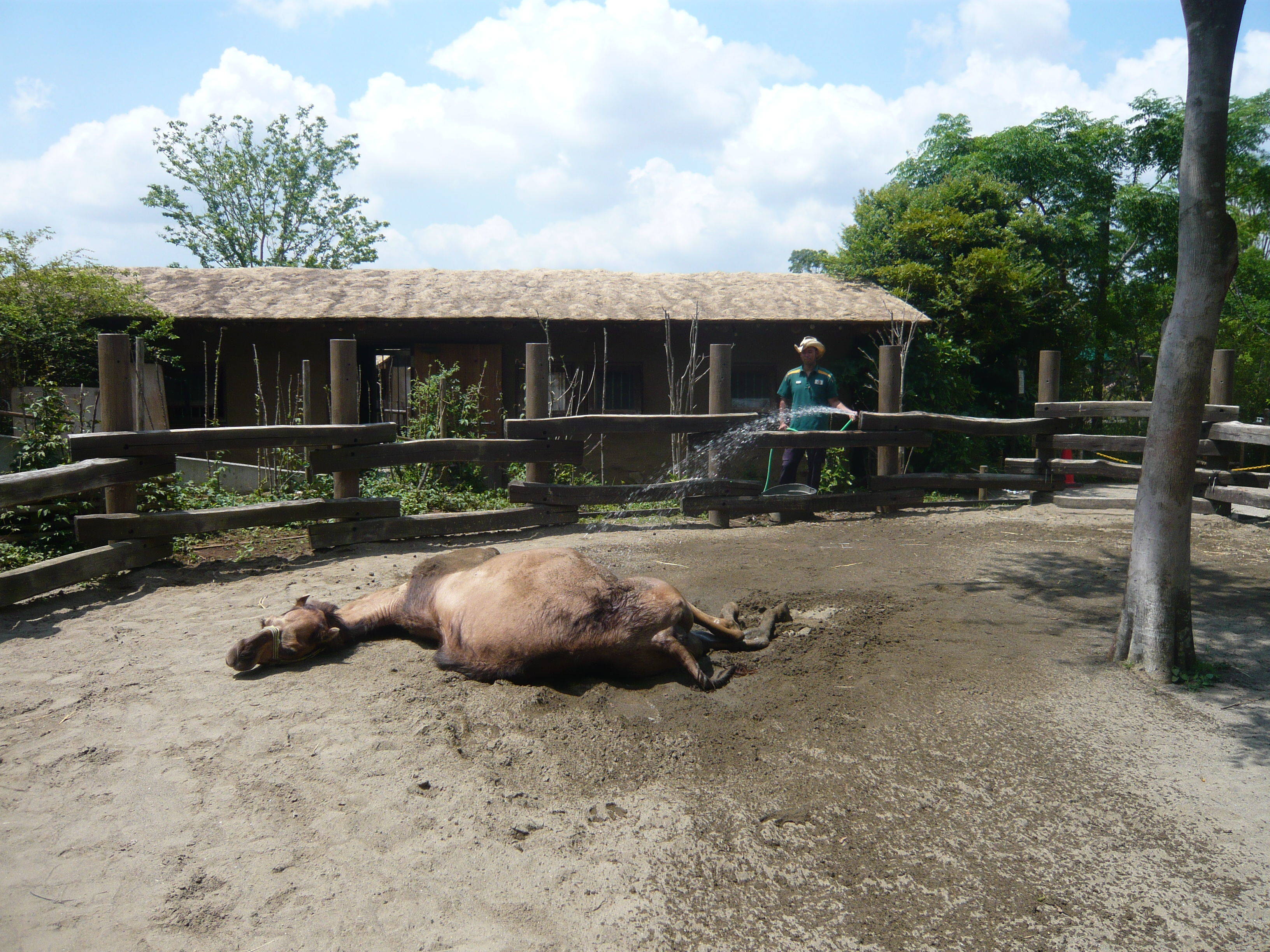 【飼育日誌】20160813ラクダのスプラッシュタイム①.jpg
