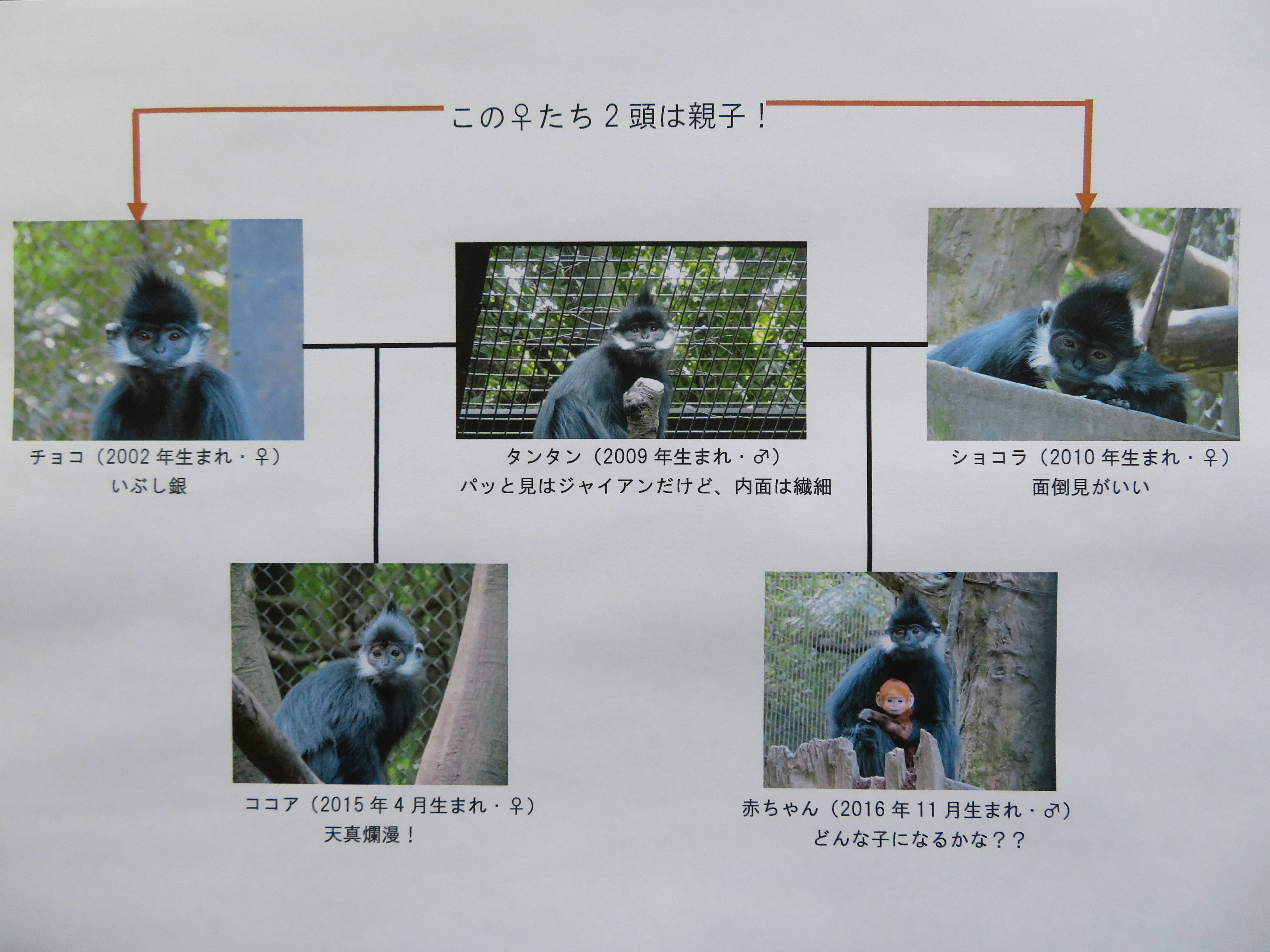 20161207 タンタン群れ関係図.jpg