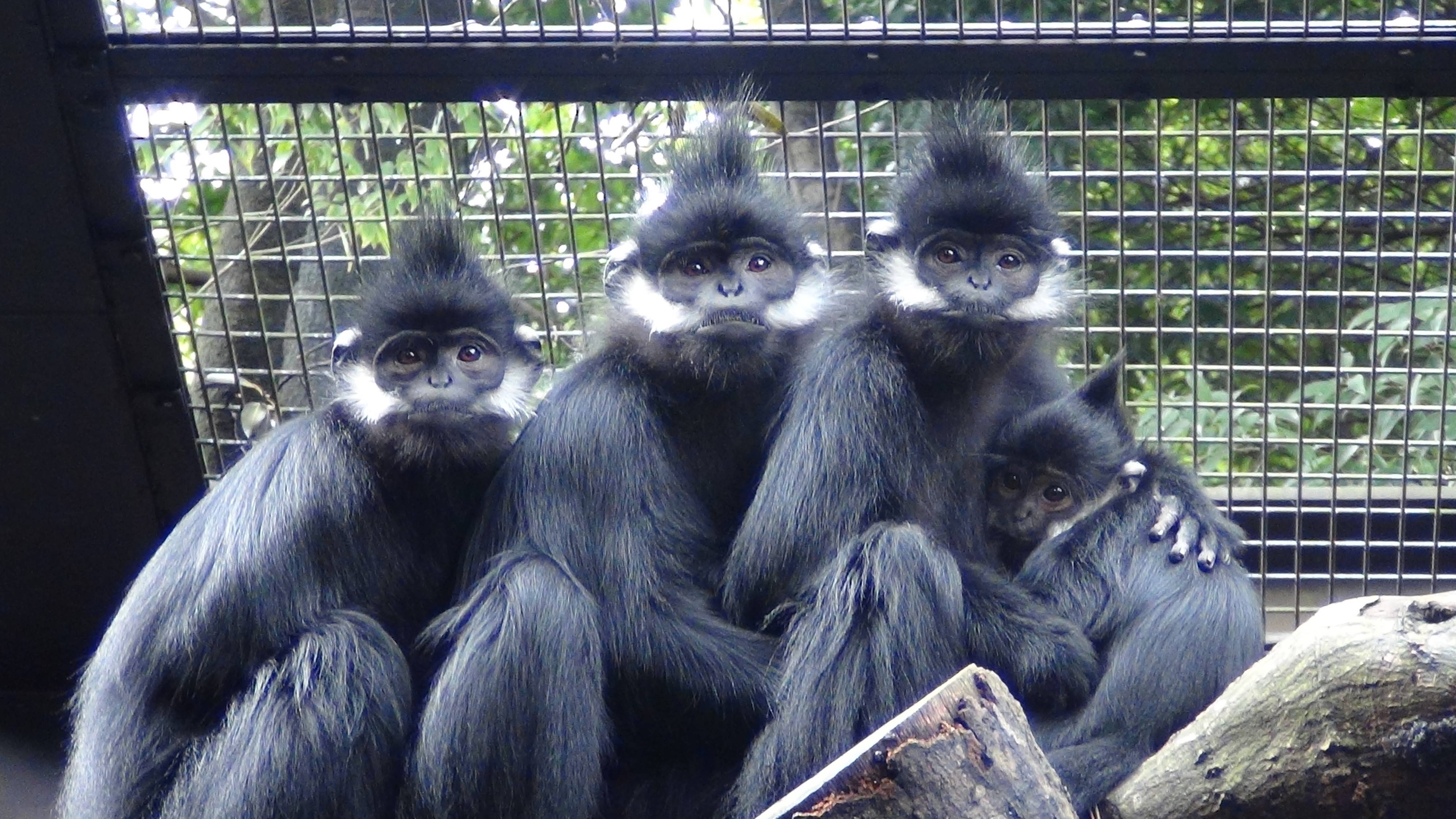 20161207 タンタン家族4頭.jpg